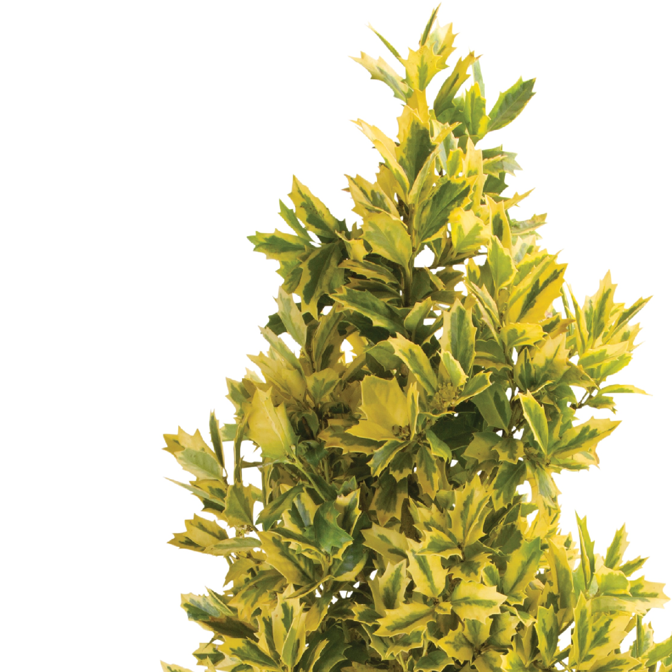 Lowe's 30203 shrubs - View #2