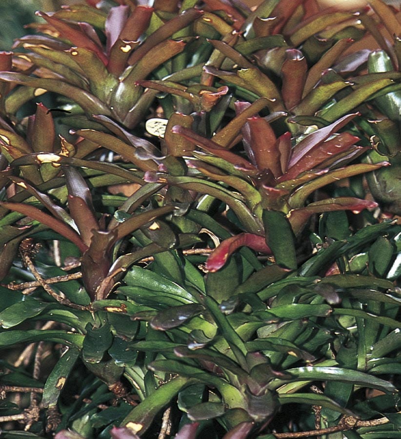 Lowe's NURSERY Red Fireball Bromeliad Plant in