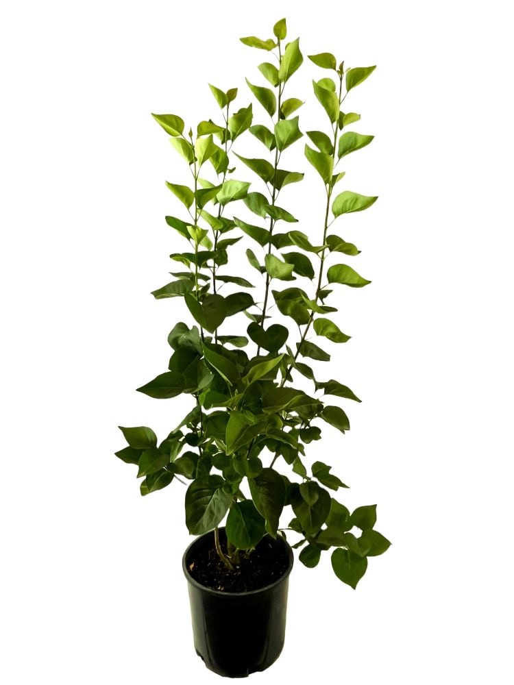  O862201 Lilac 'Congo' Feature Shrub in 2.5 -Quart Pot 1 -Pack with Purple Blooms