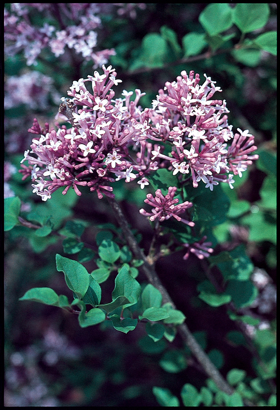 Monrovia Lavender Lilac Flowering Shrub in 2.6-Quart Pot in the Shrubs ...