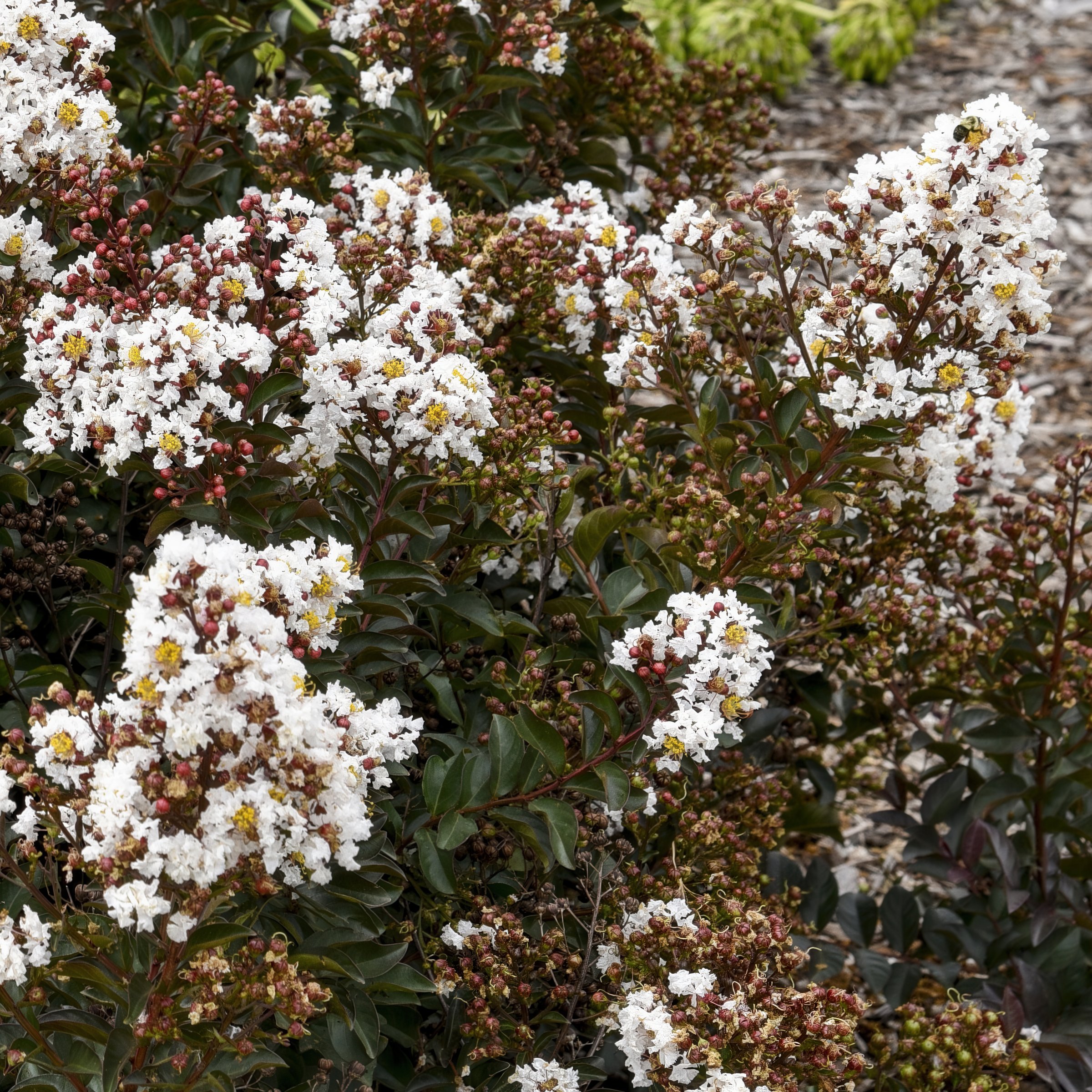 National Plant Network LW1835 shrubs - View #6
