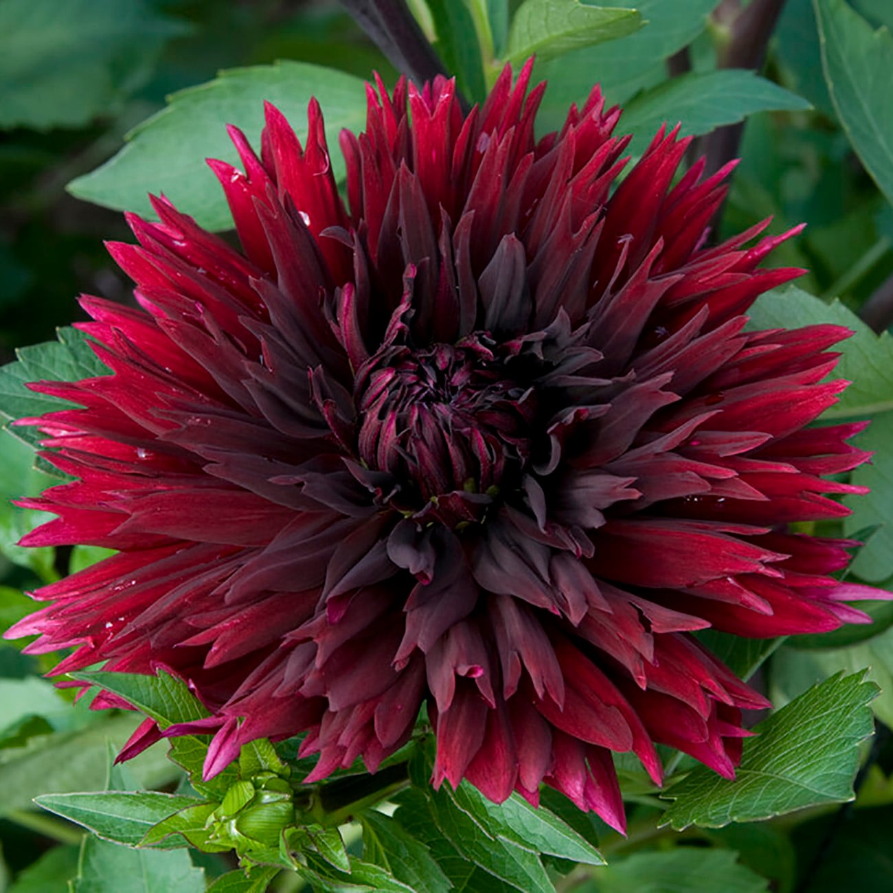 Van Zyverden 84129 Plant-Bulbs - View #3
