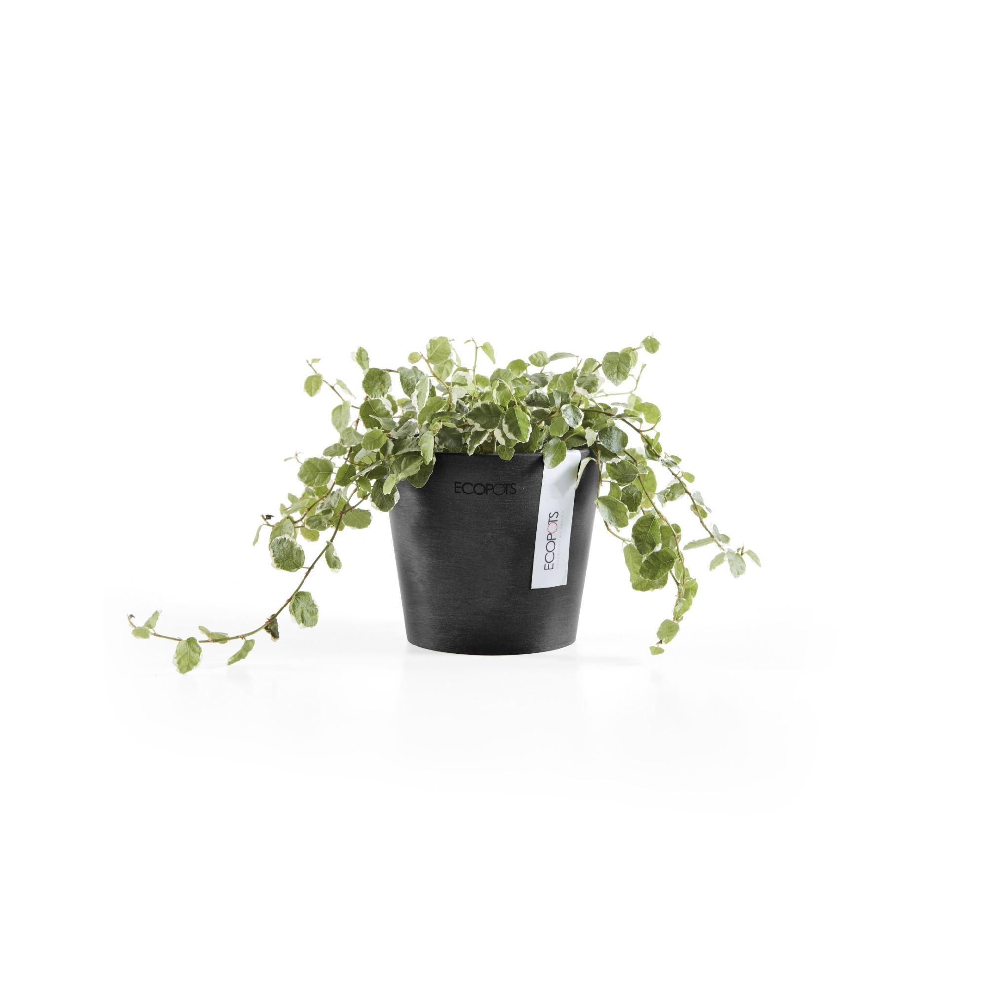 ECOPOTS 5413724313458 Planter-Window-Box - View #5