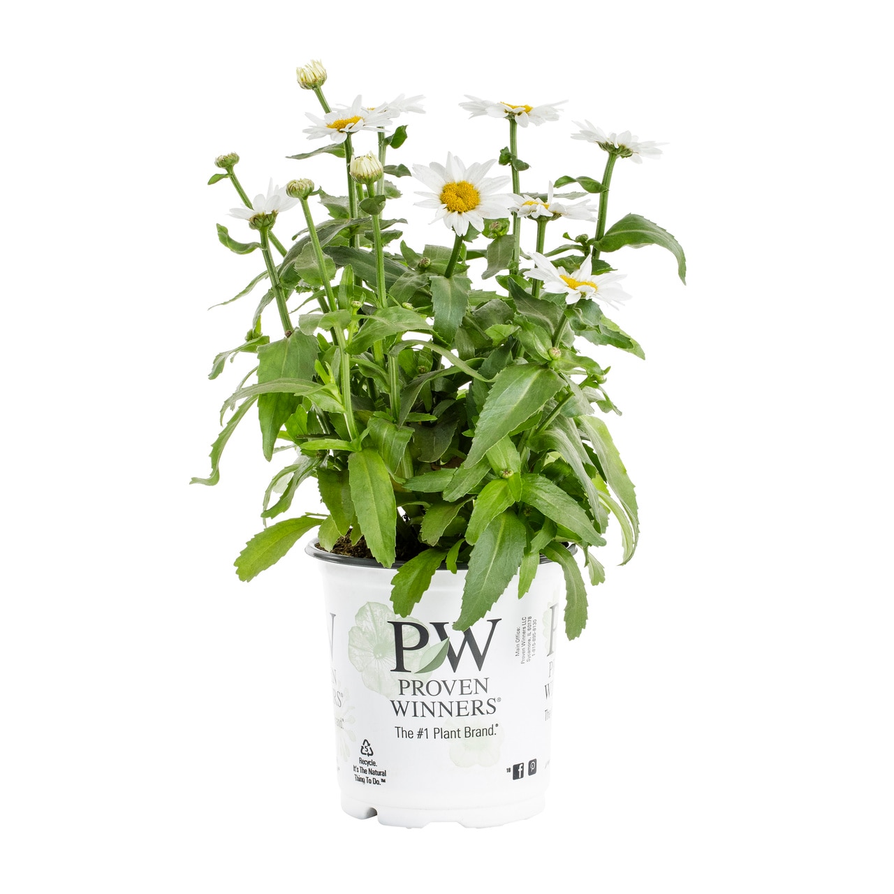 Proven Winners 4567 perennials - View #6