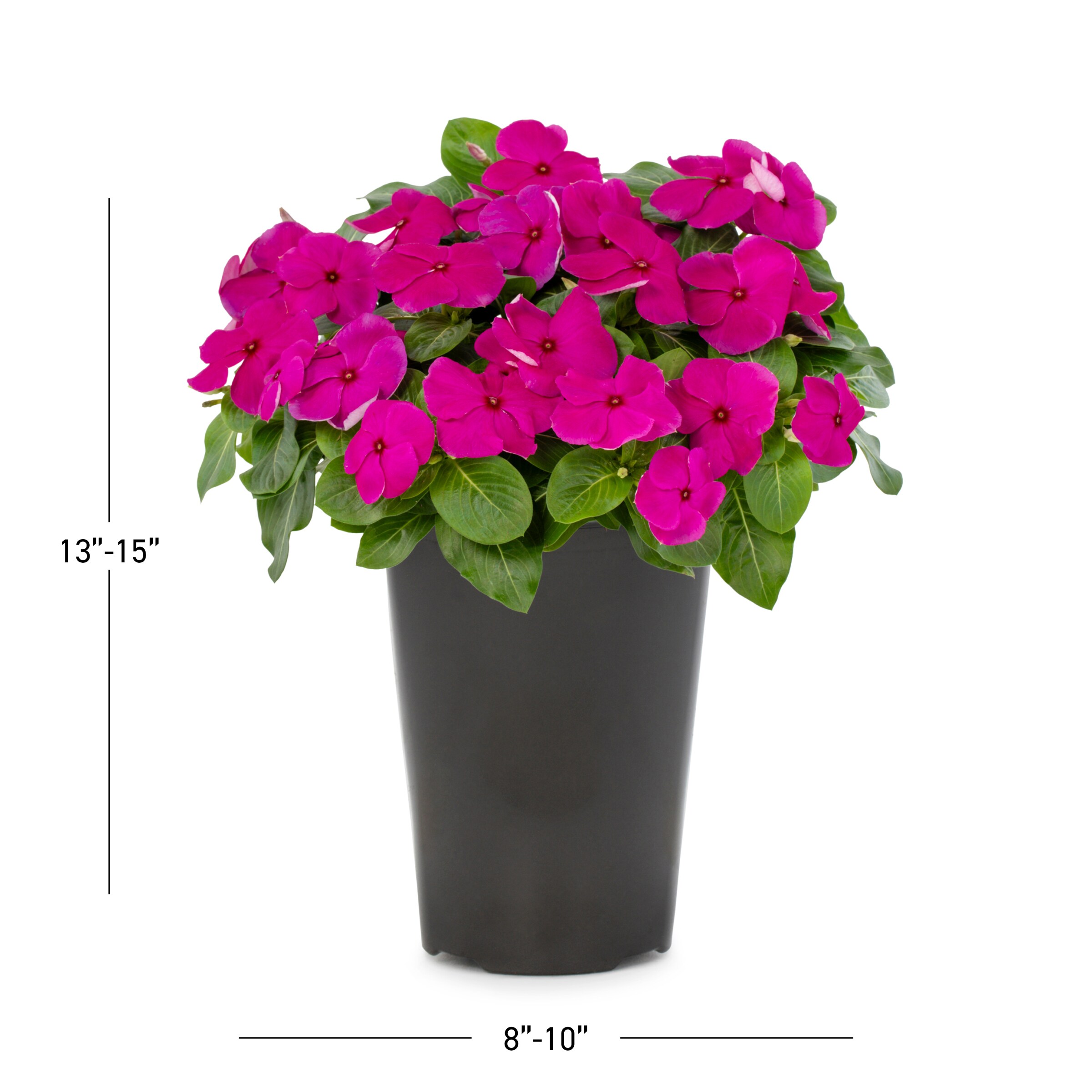  6039444 annuals - View #4