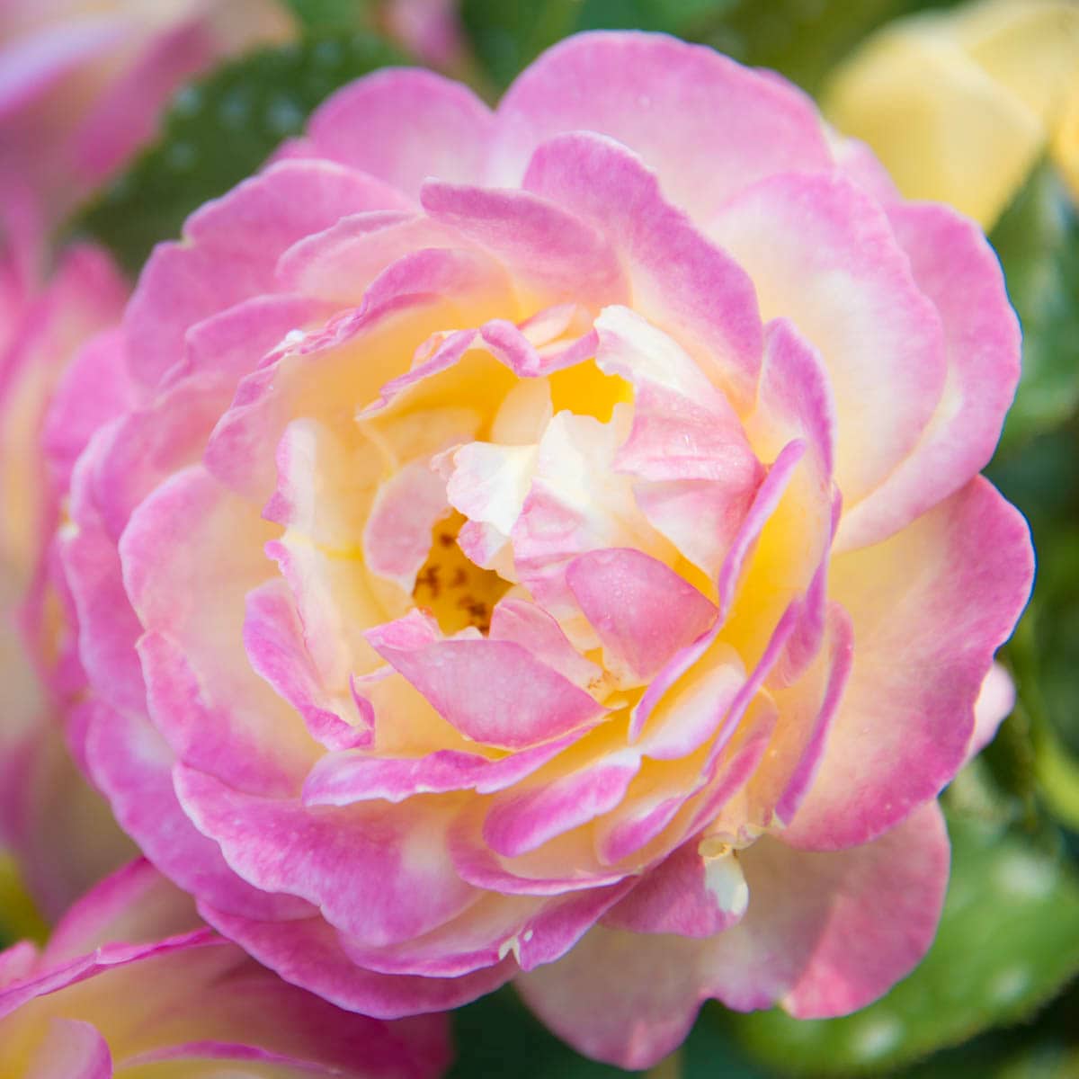 Spring Hill Nurseries 63524 Pink Flowering Life of the Party Tree Rose Dormant 1 -Pack 1.0 -Pack in Bare root