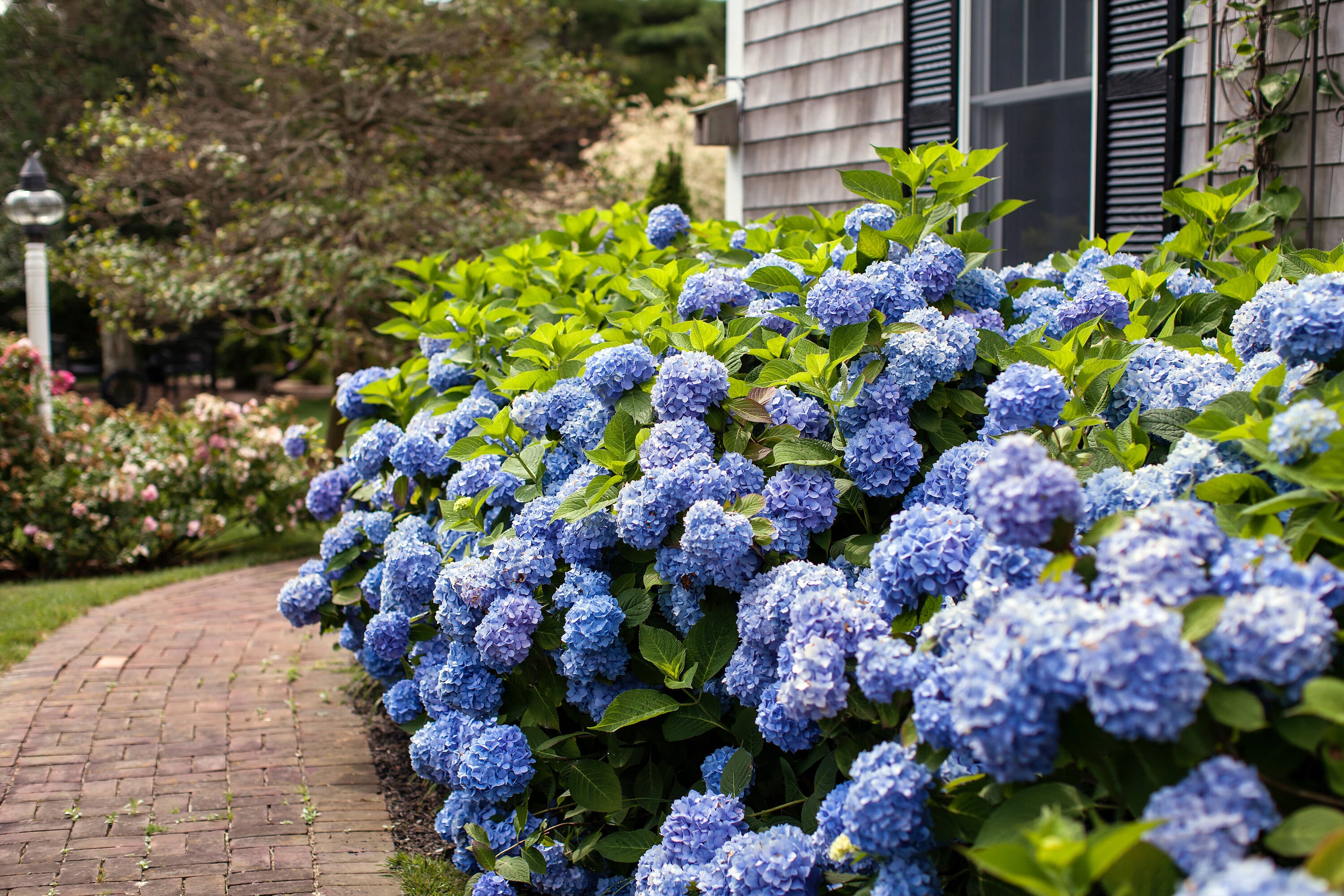 Endless Summer Blue The Original Reblooming Hydrangea Flowering Shrub ...