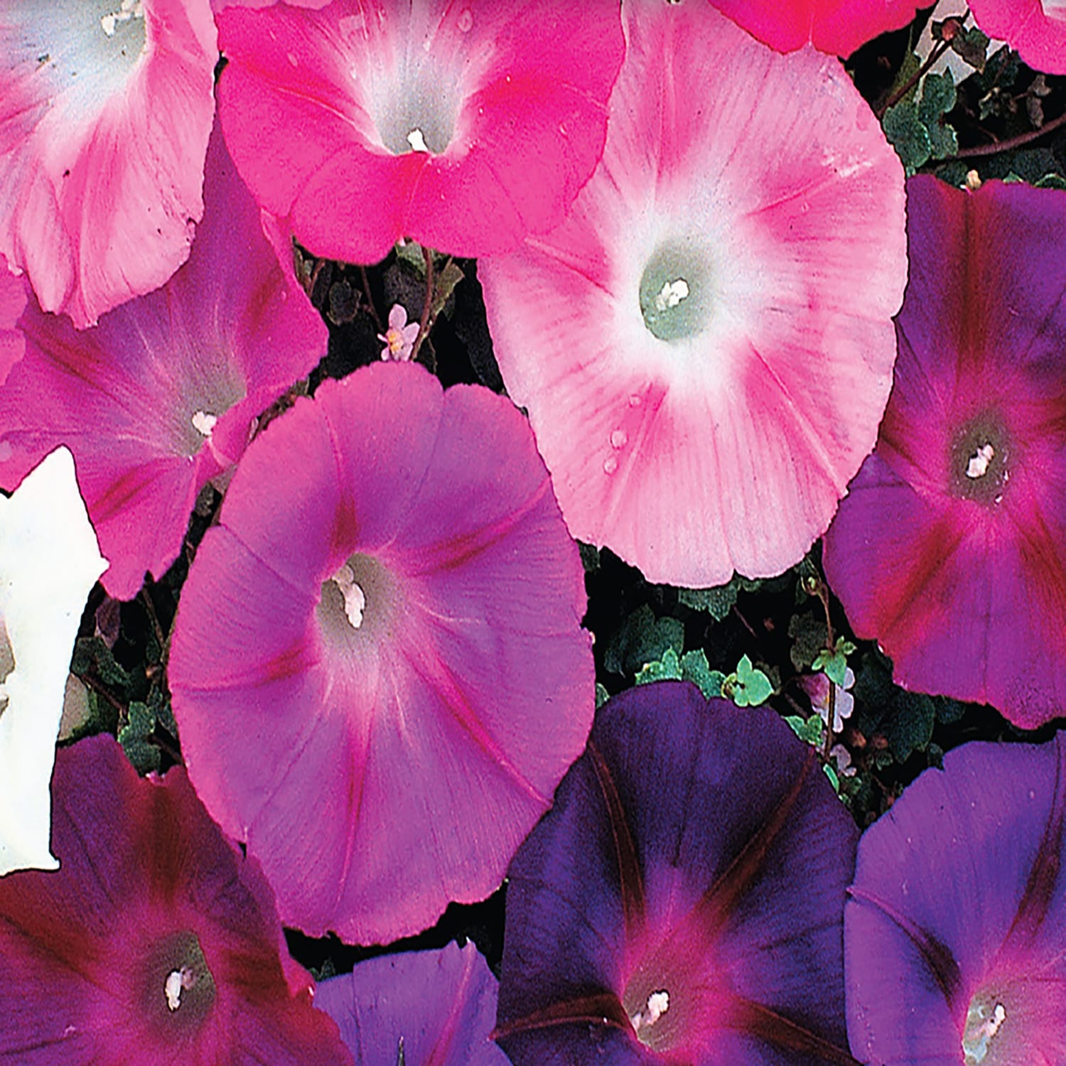 Ferry-Morse LC25.6086 seeds - View #3