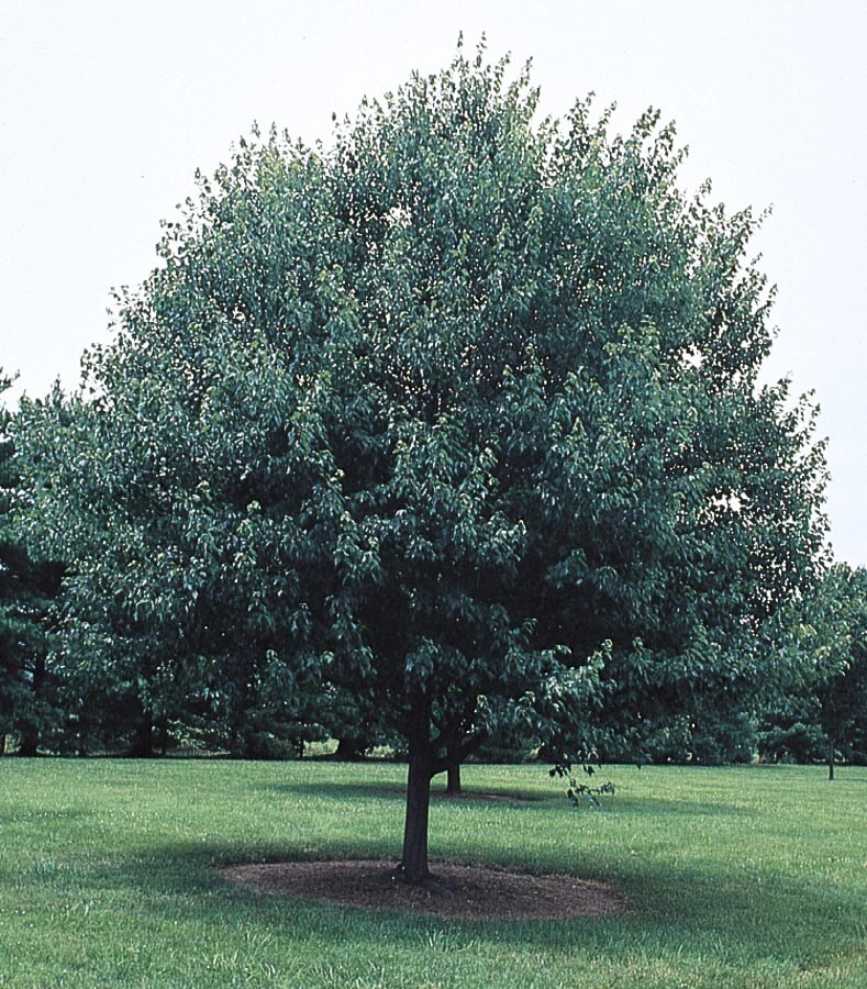 NURSERY 12.68-Gallon Red Shade Tree Red Sunset Maple In Pot (With Soil)