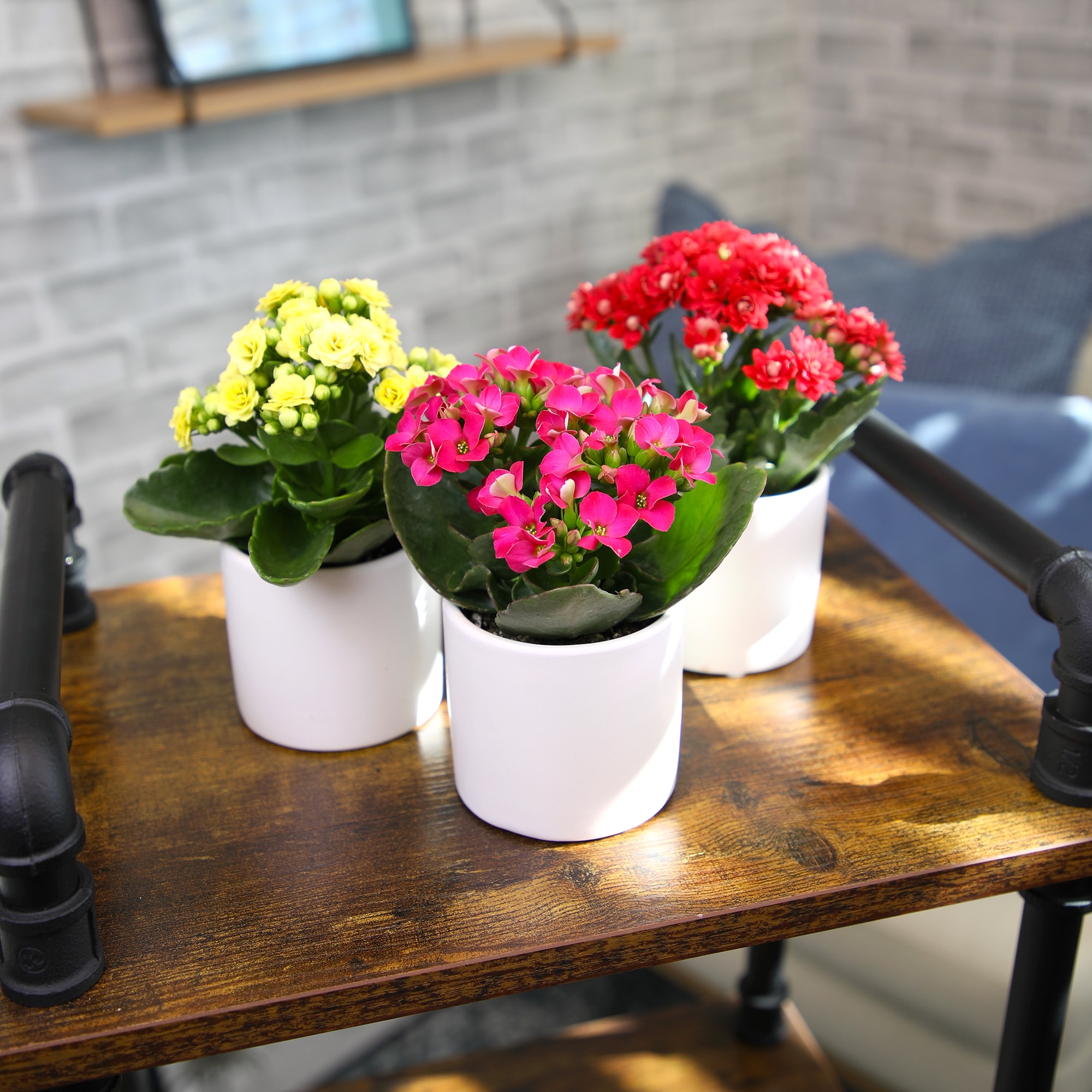 Altman Plants 0872859 Cacti-Succulents - View #4