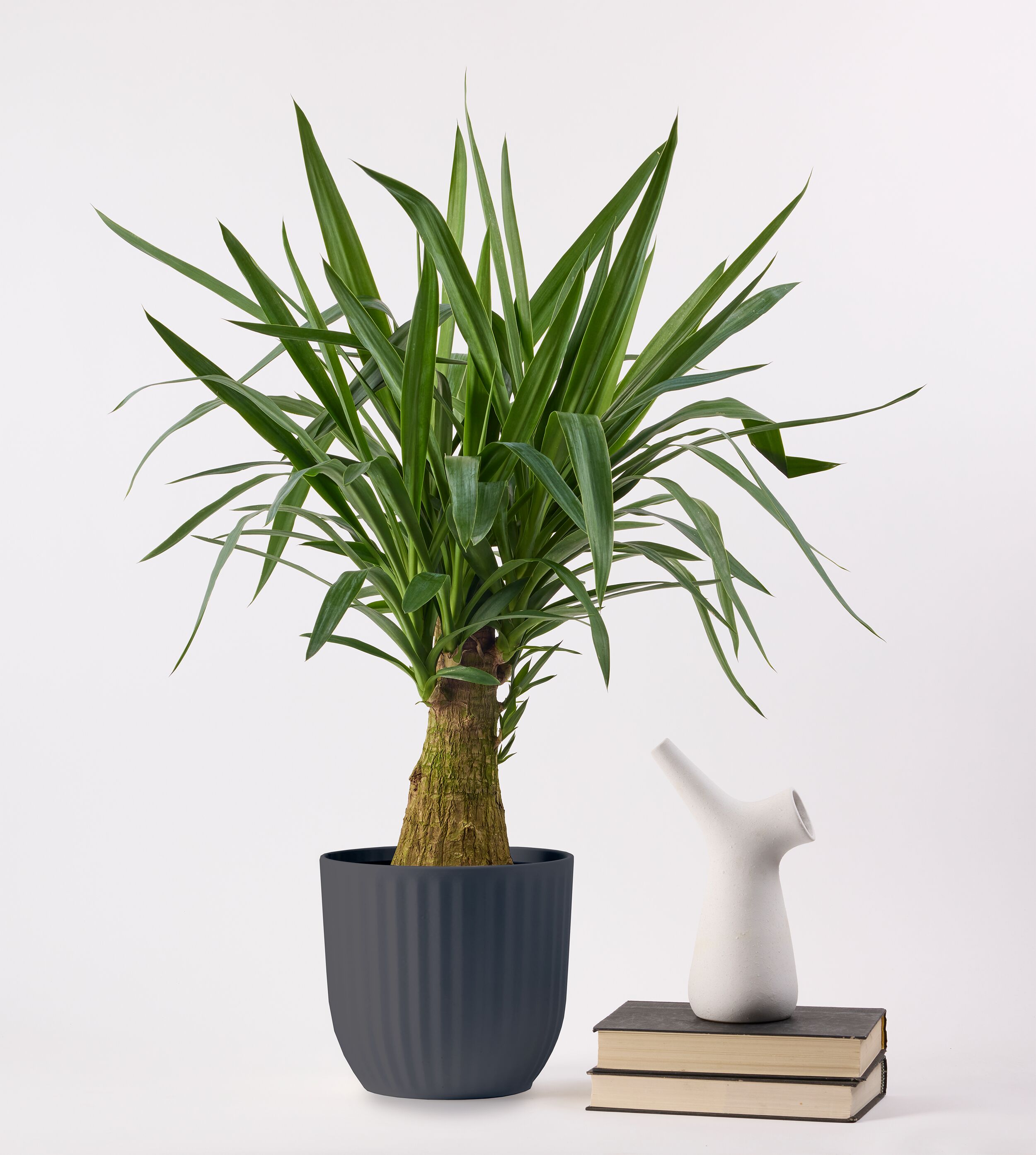 LiveTrends Quiet Lines - Yucca House plant in 64 Ounce(s) Pot 1