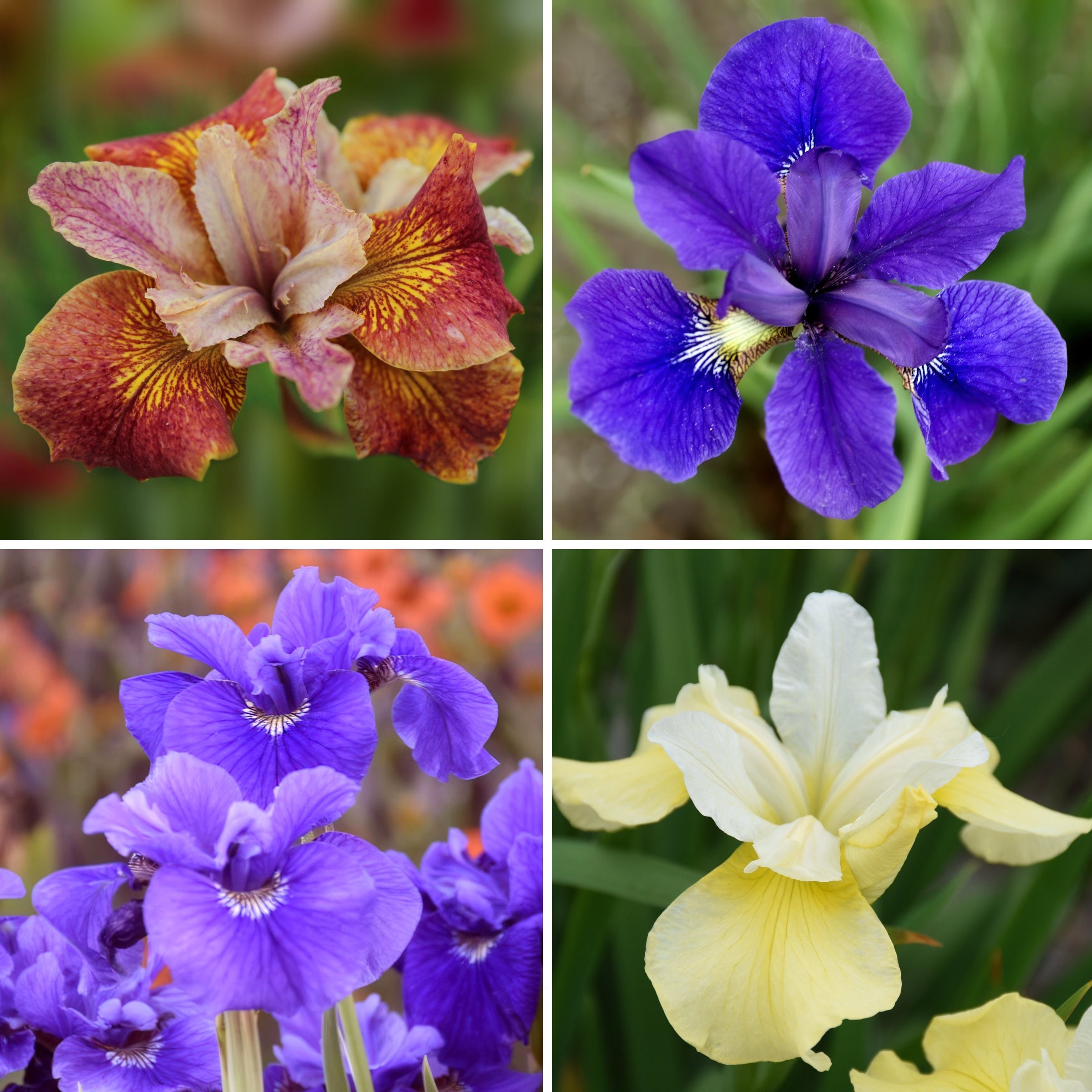 National Plant Network LW1998 Multicolor Siberian Iris Collection Plant in 4 -Pack Bareroot 4 -Pack