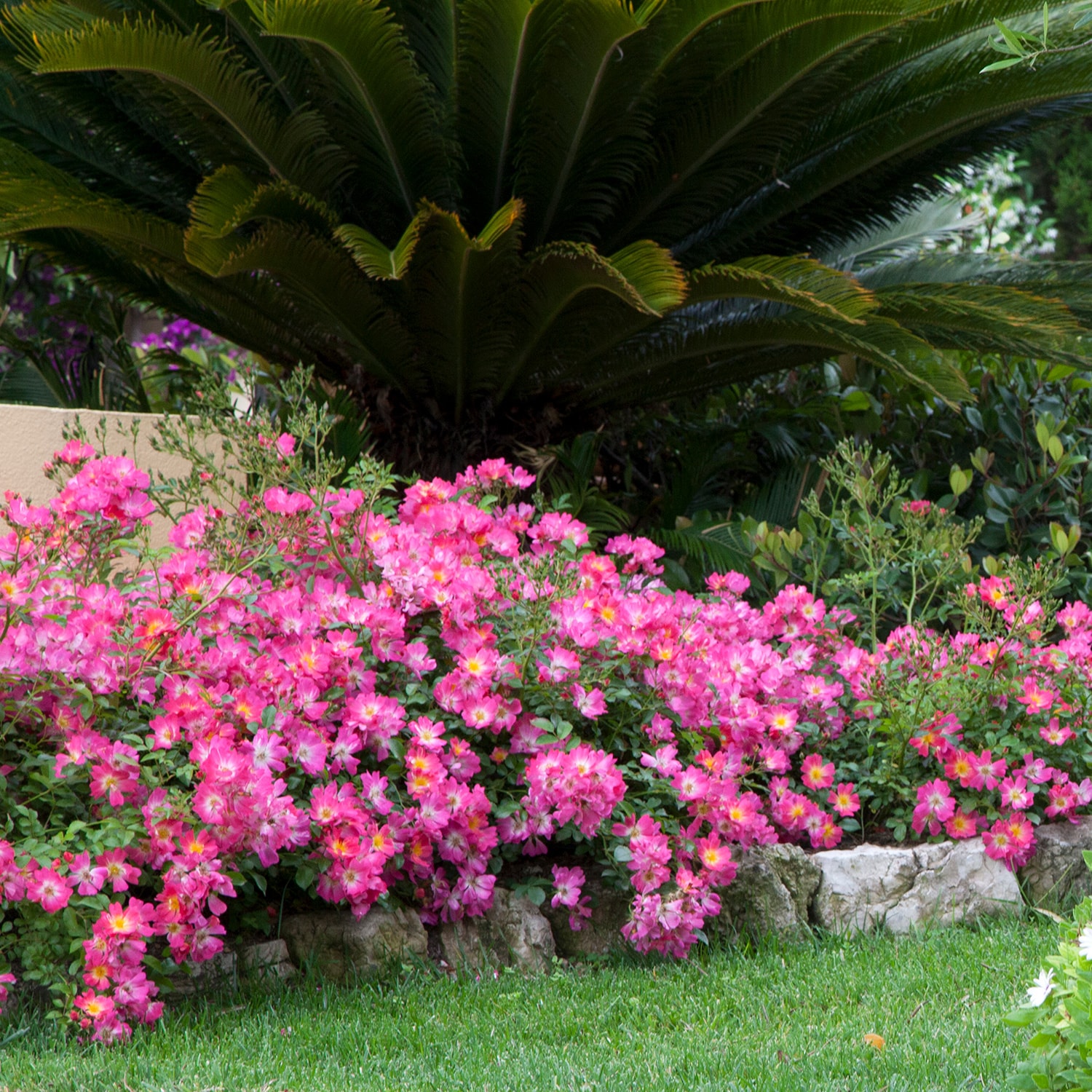 Drift Roses 62421-1 roses - View #3