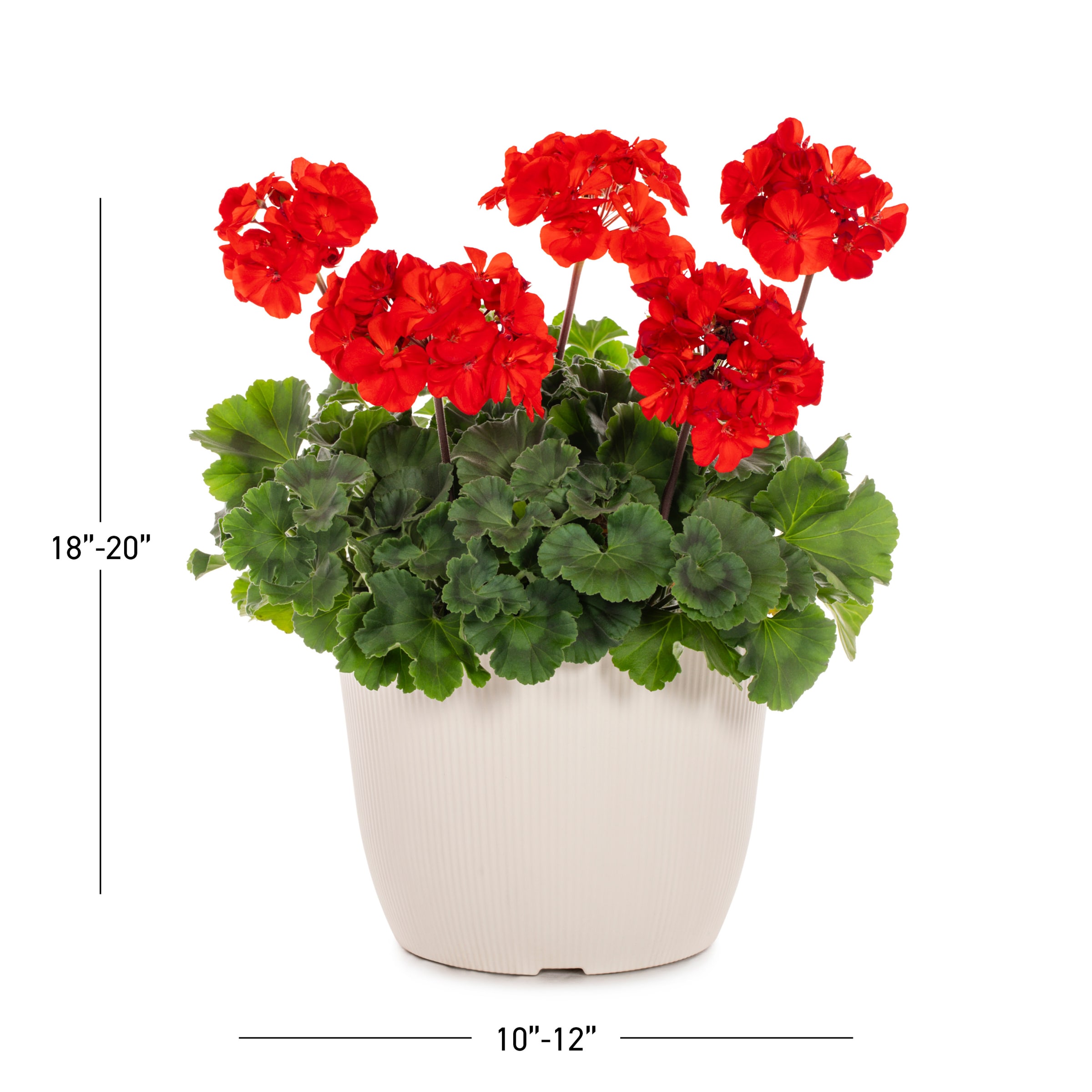 Lowe's 92874 annuals - View #3