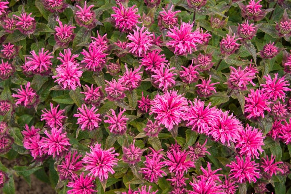 Spring Hill Nurseries 65313 perennials - View #3