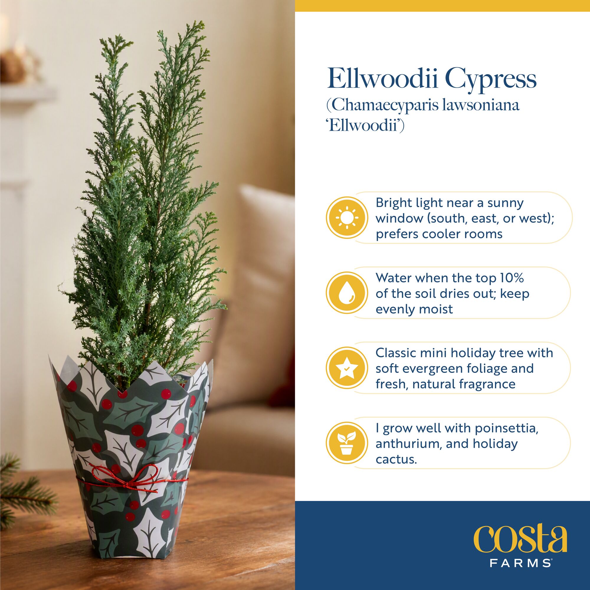Costa Farms S-ELW-P-HFS-01-LW Fresh-Christmas-Plants - View #6