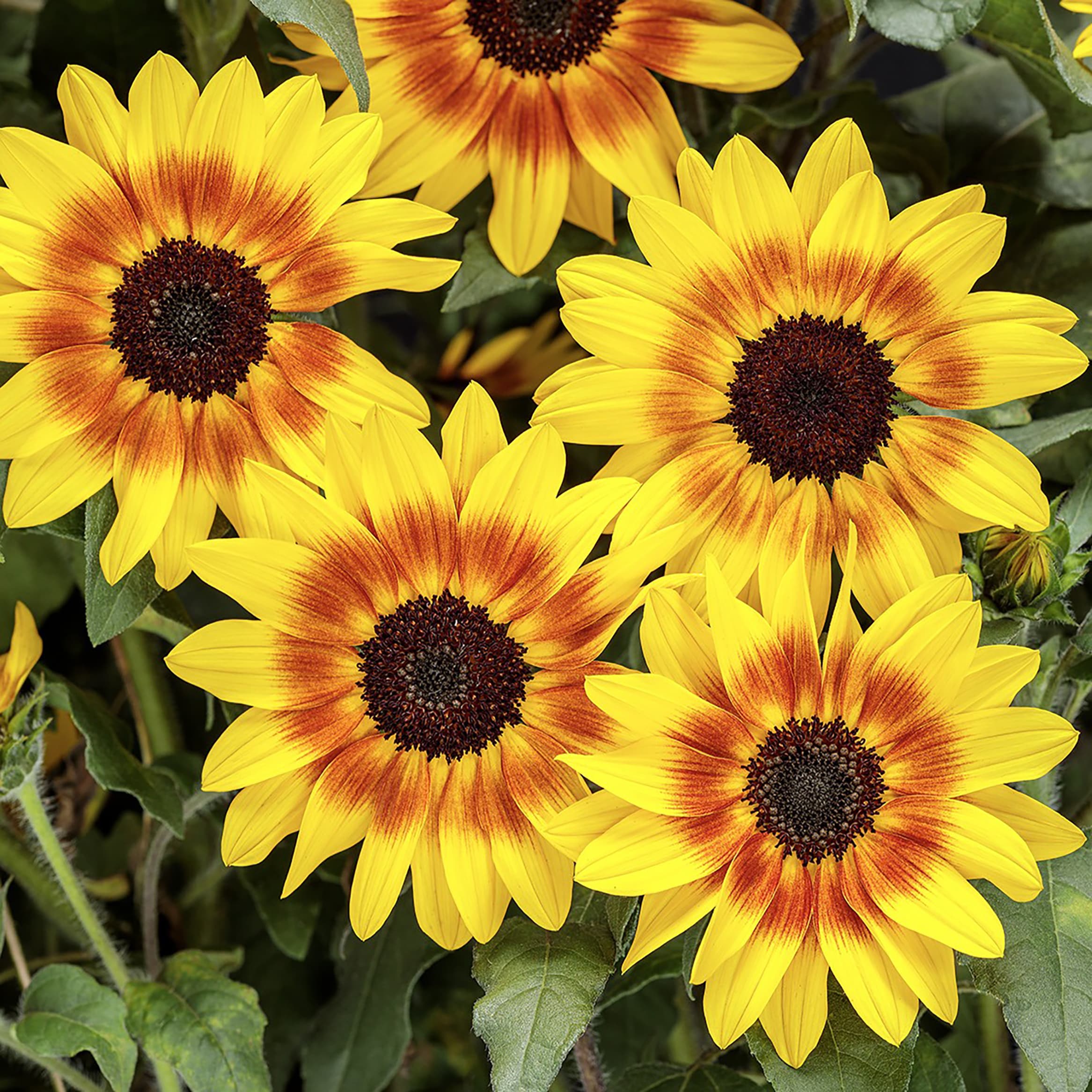 Proven Winners HLIPRW1037100 annuals - View #5