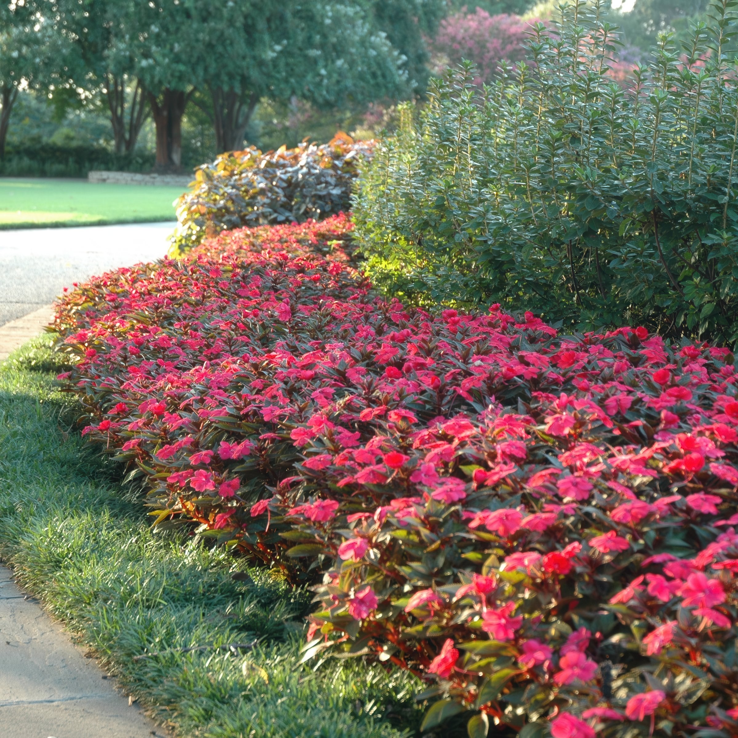 National Plant Network LW1997 annuals - View #4