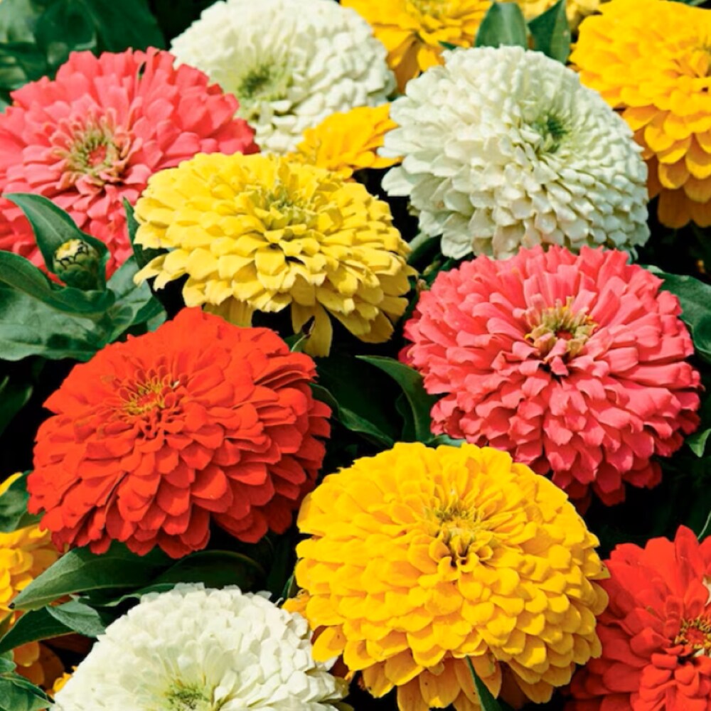 Lowe's NURSERY annuals - View #2
