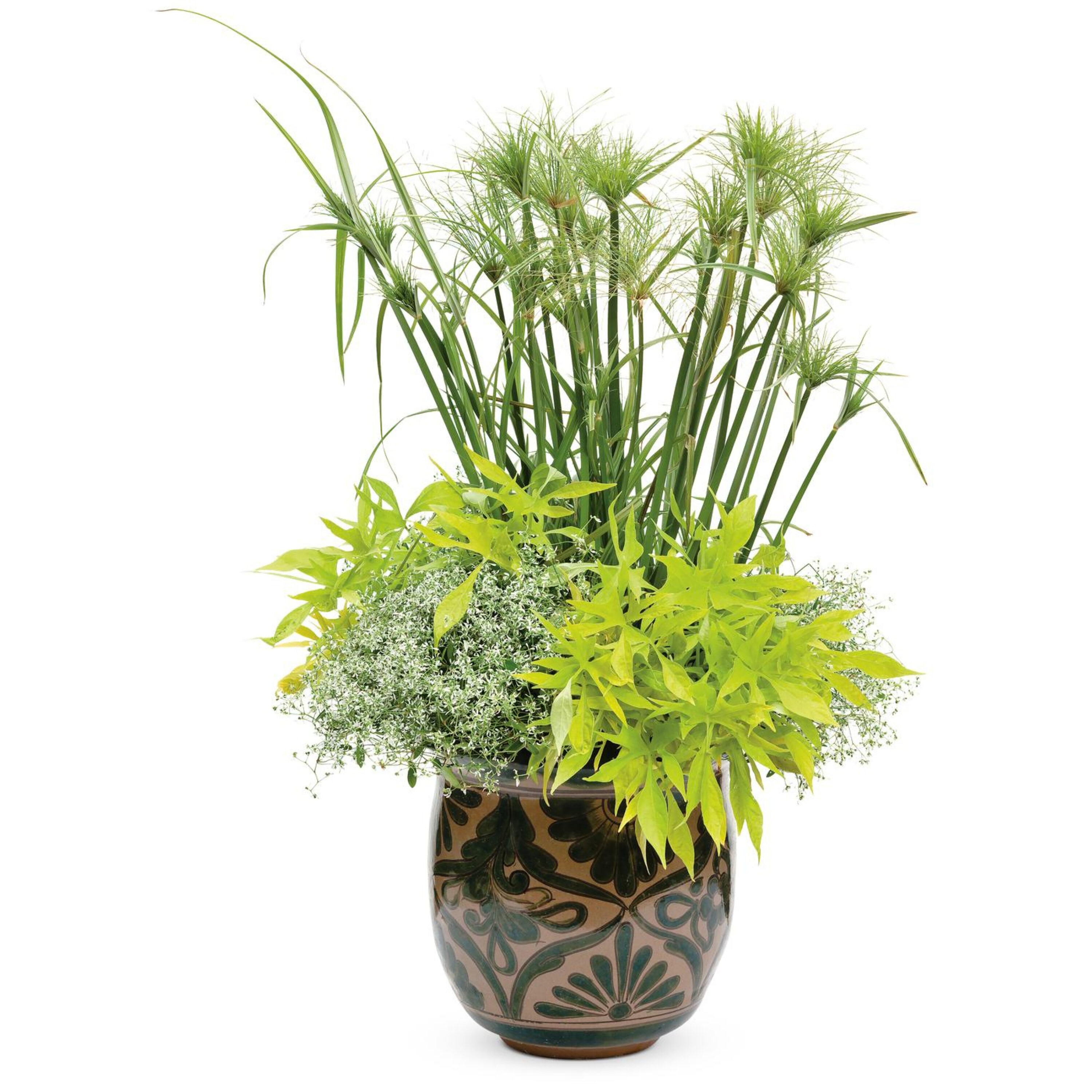 Proven Winners GRSPRW1417800 annuals - View #6