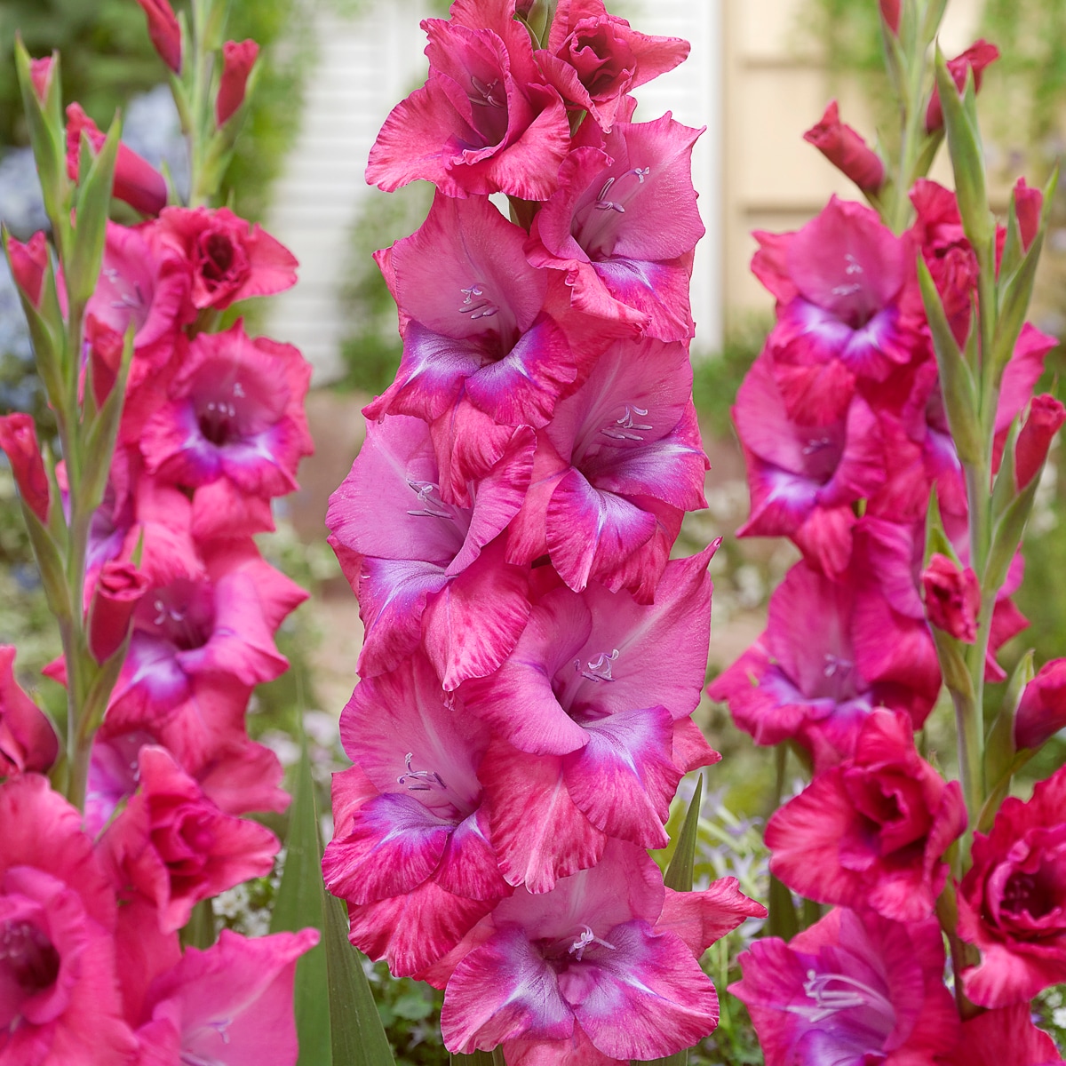Van Zyverden 84709 Purple Gladiolus Lumiere Bulbs 12 Count