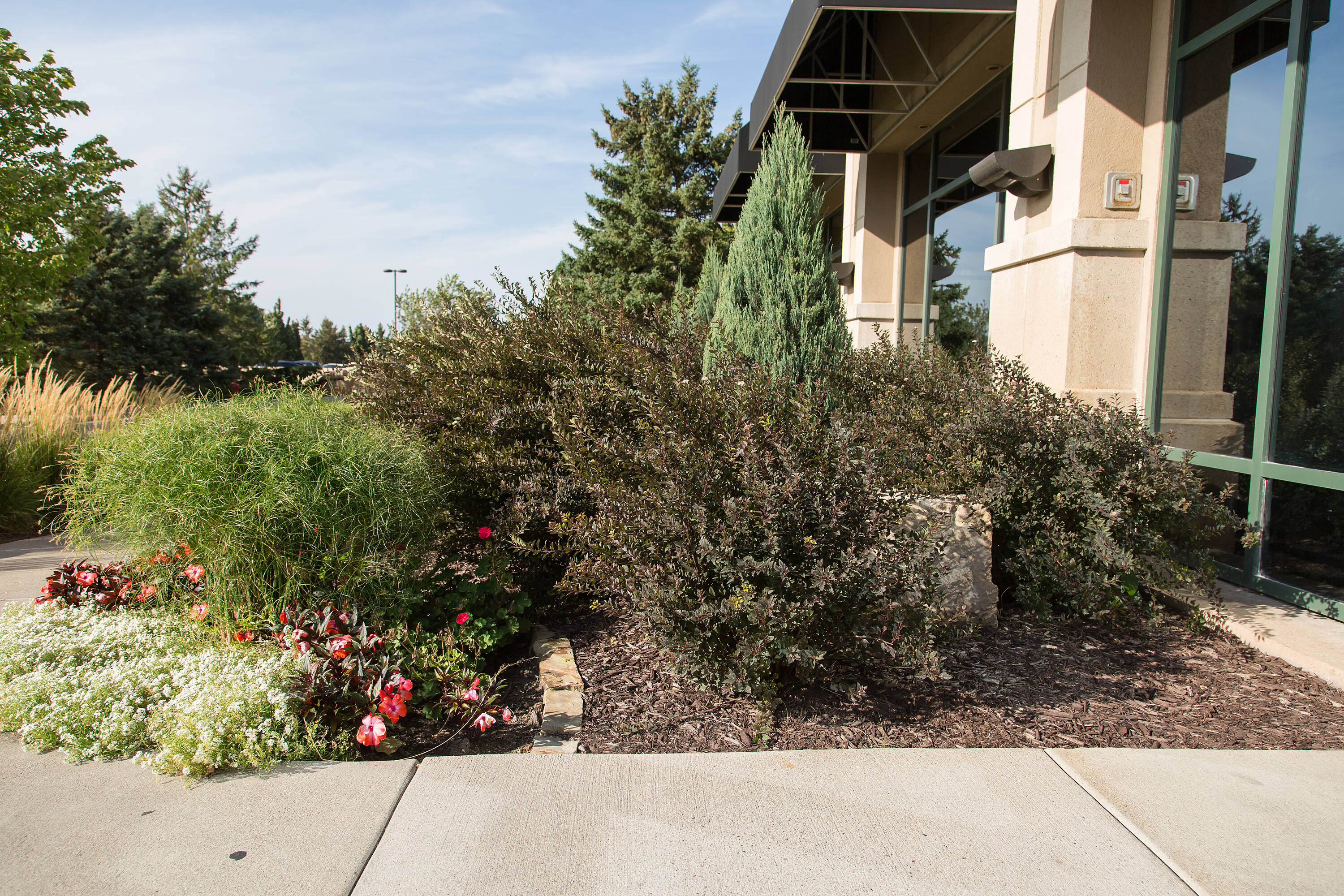 Lowe's NURSERY shrubs - View #8