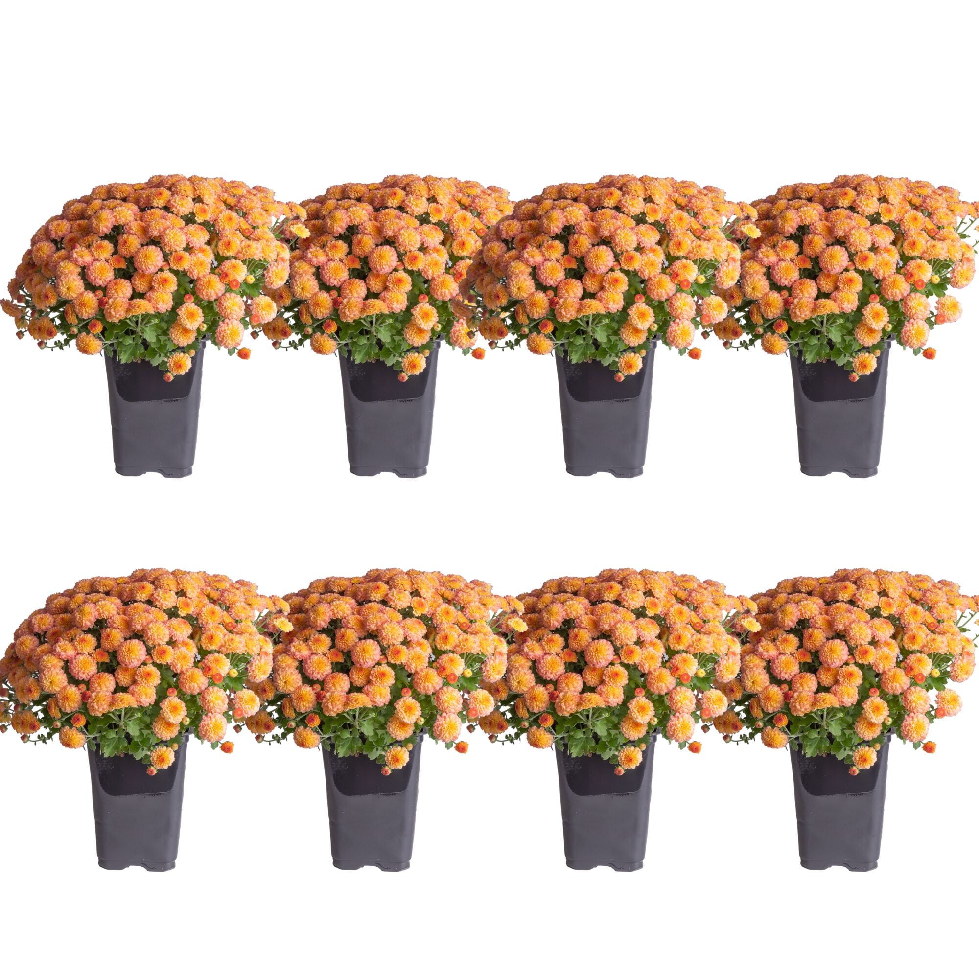 Costa Farms S-FM5-G-POT-08-LW Orange Mum in 1-Quart Pot 8-Pack