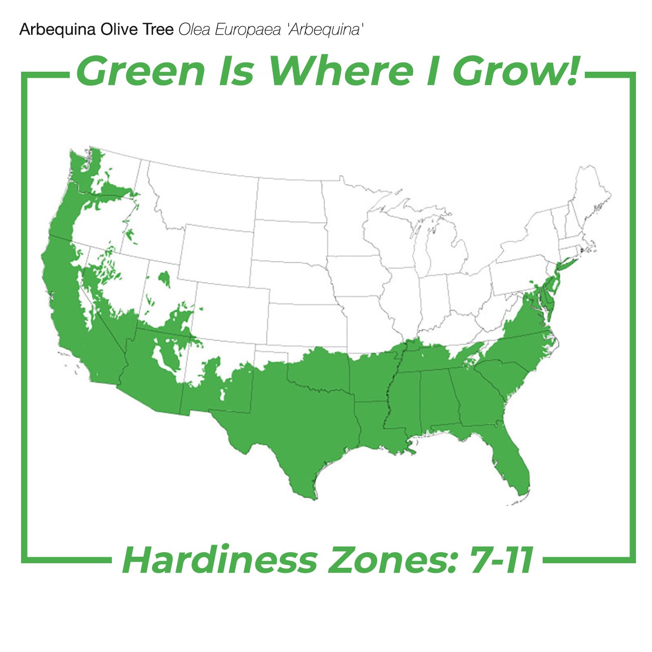 Perfect Plants LOARBEQUINA3-4FT trees - View #4