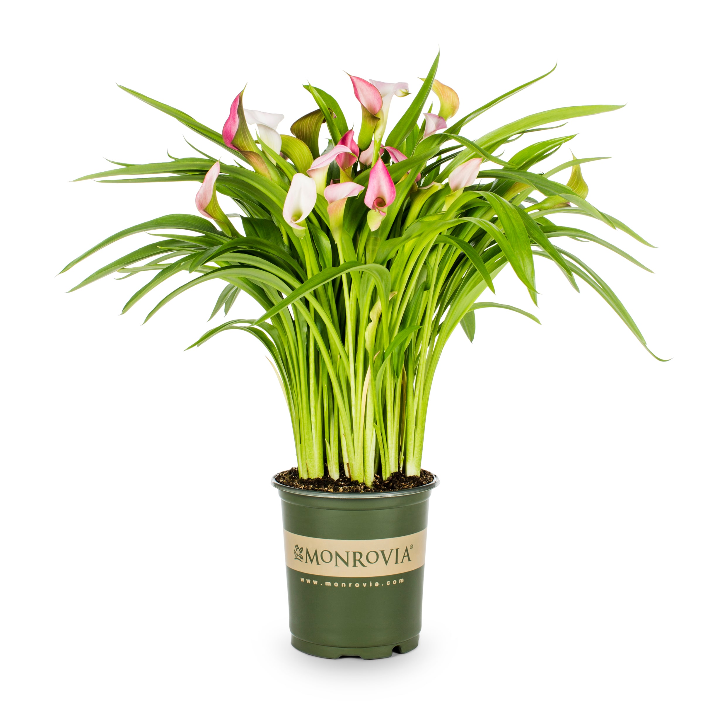 Monrovia NURSERY Multicolor Garnet Glow Calla Lily Plant in 2.50 -Quart Pot 1.0 -Pack