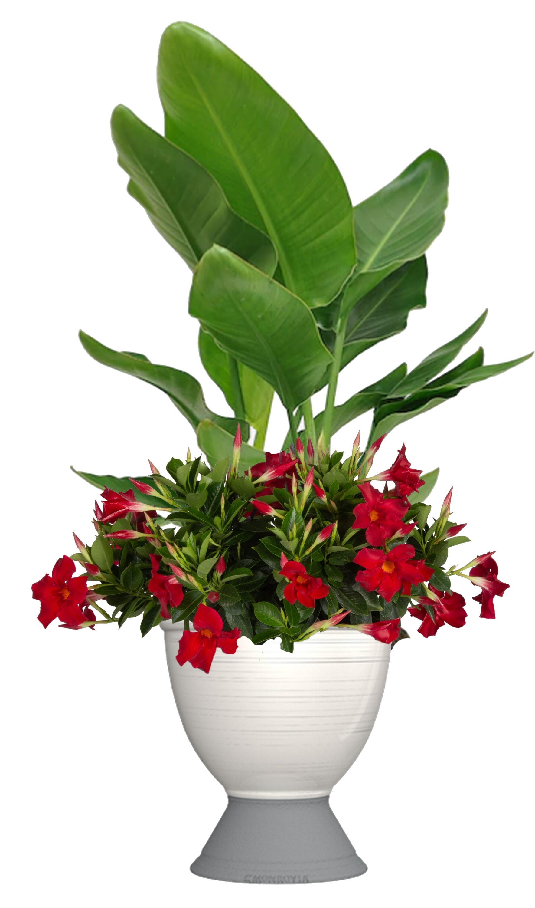 Tropic Escape 5269222 Feature Shrub in