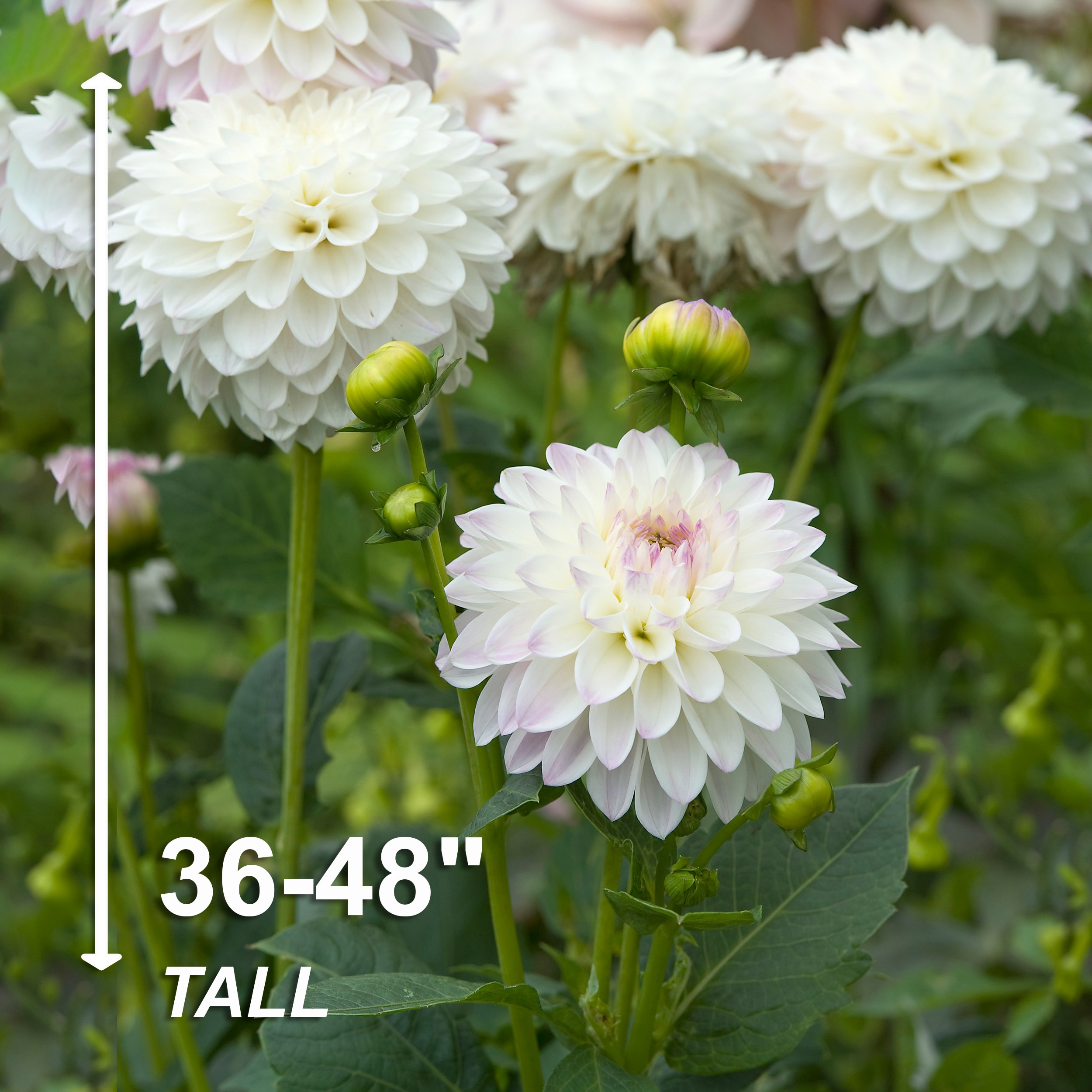 Garden State Bulb ECS-68-12-03 Plant-Bulbs - View #3