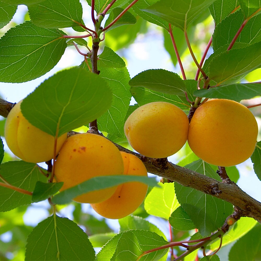Brighter Blooms 16649 Fruit-Plants - View #2