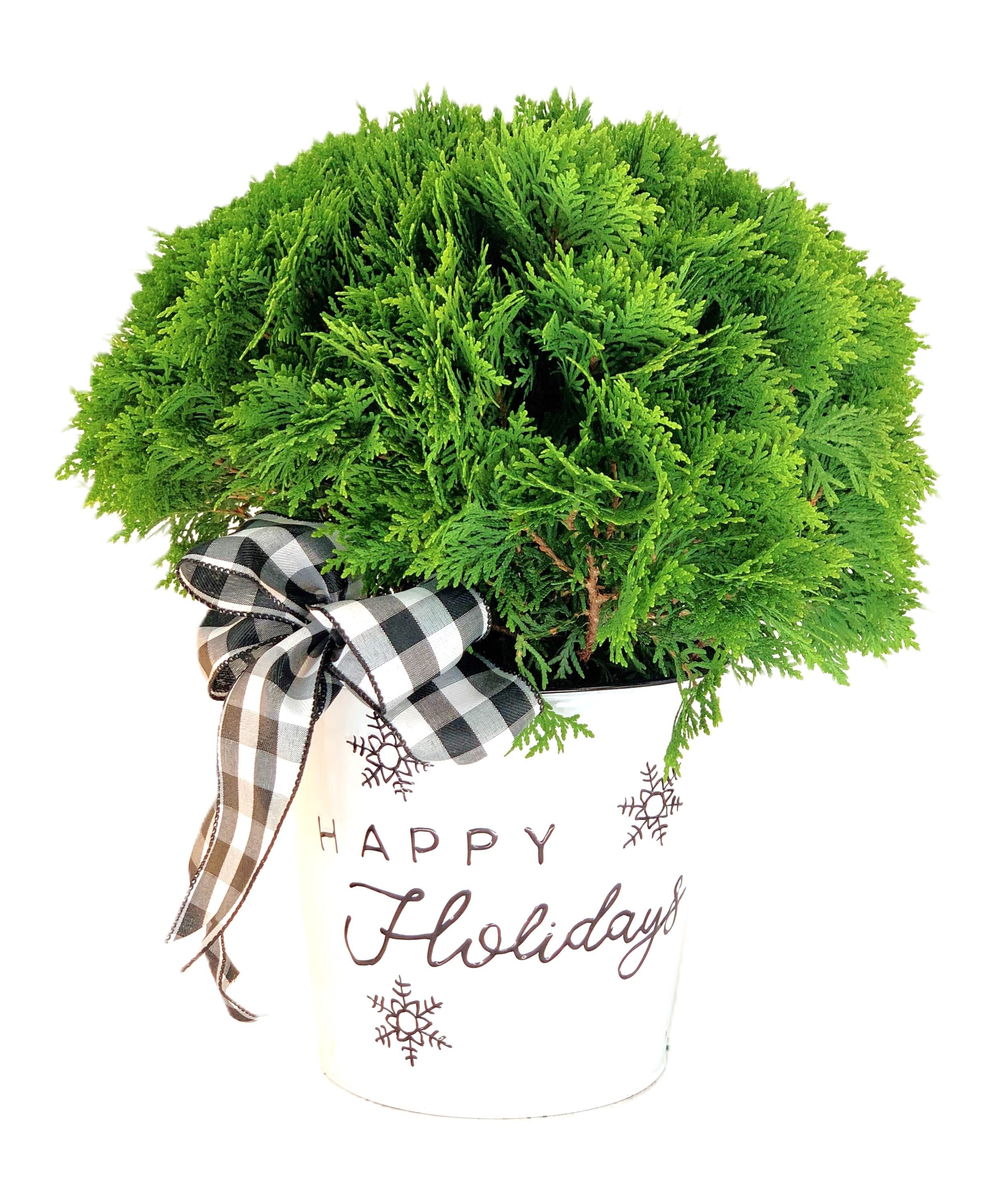  O880902WMBW Danica Arborvitae Foundation/Hedge Shrub in 1.5-Gallon Pot