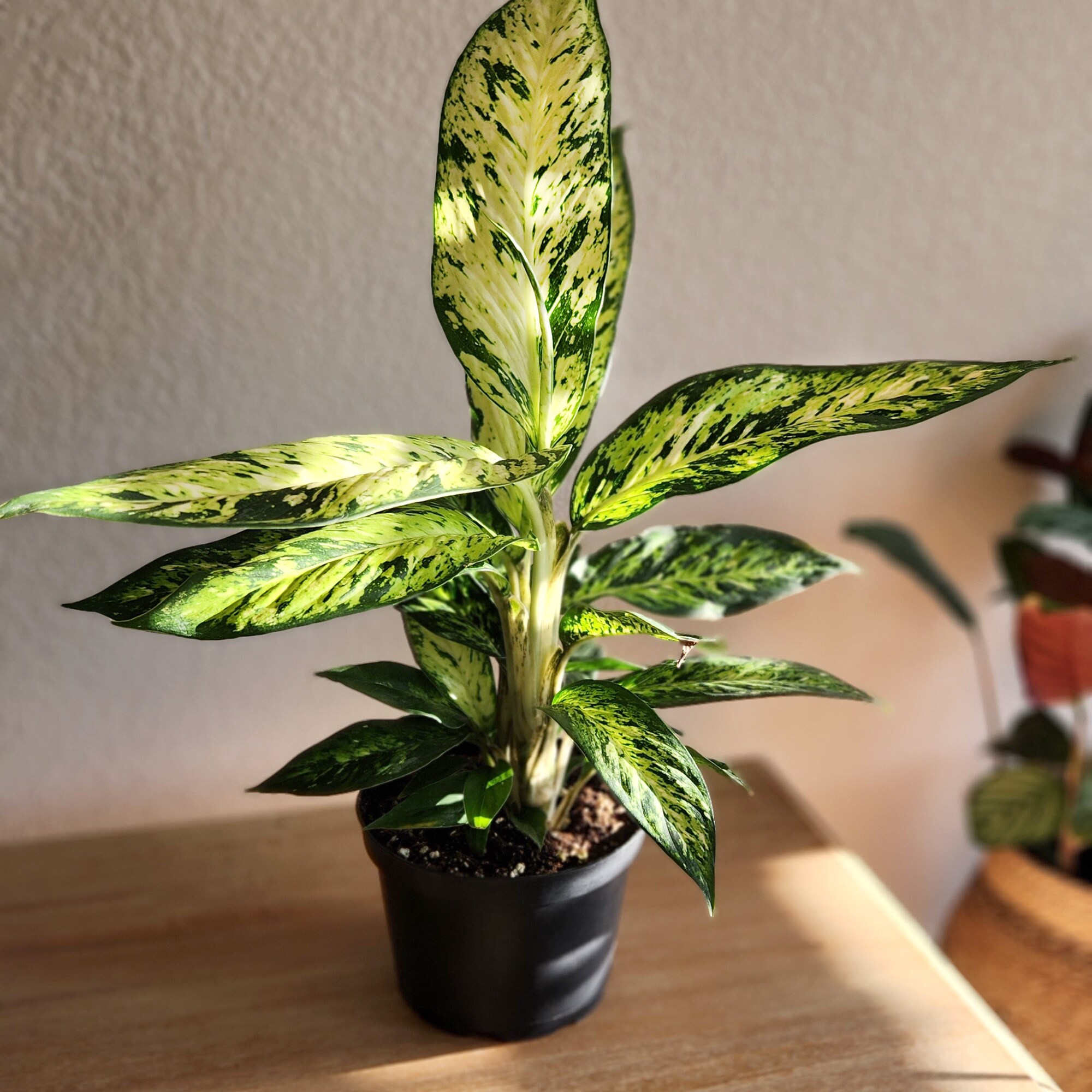 Altman Plants Dieffenbachia Star Bright - Thumbnail 5