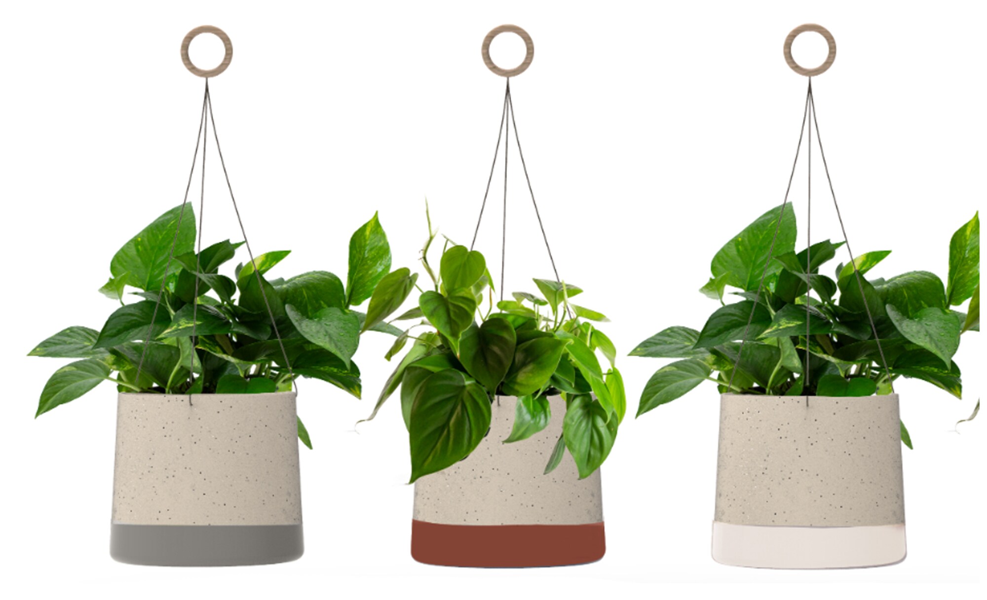 LiveTrends ASB06726 Spring Fling House plant in 12 Ounce(s) Hanging basket 1 -Pack