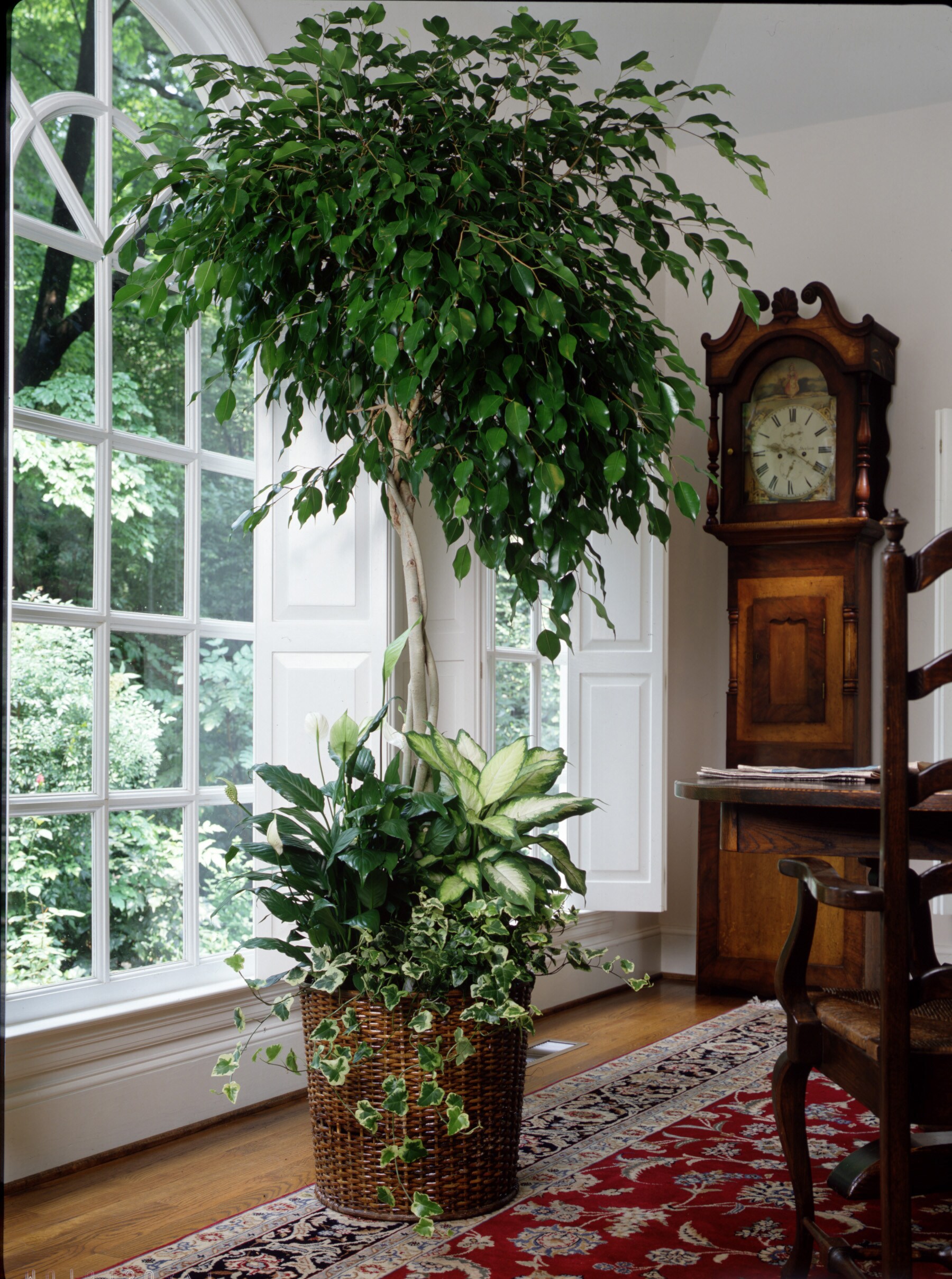Lowe's 018902305116 hseplants - View #2