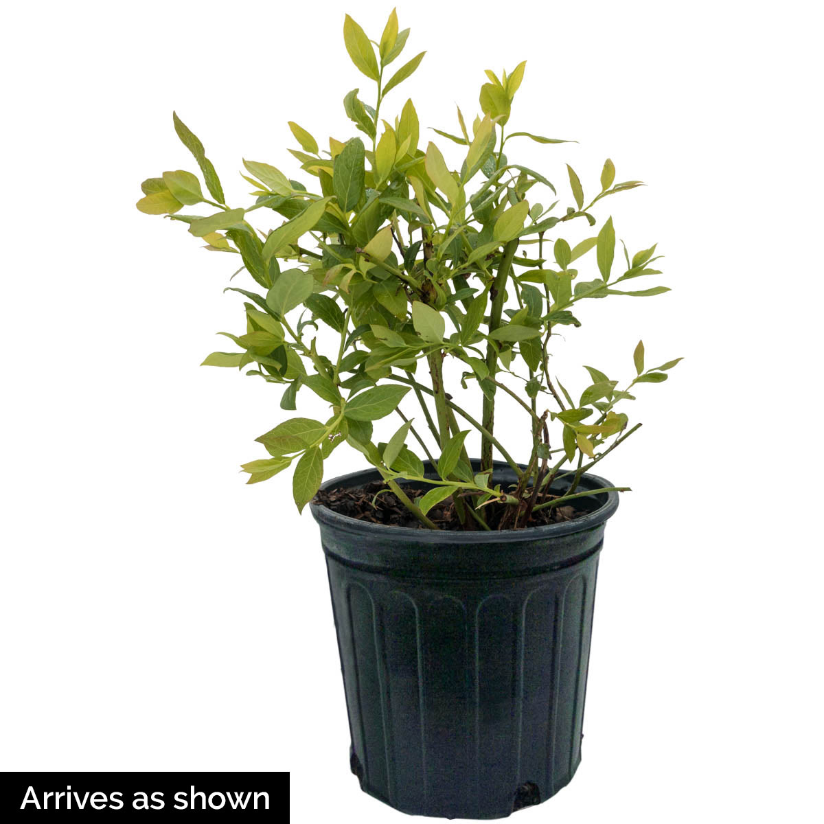 Gurney's Seed and Nursery 88783 shrubs - View #4