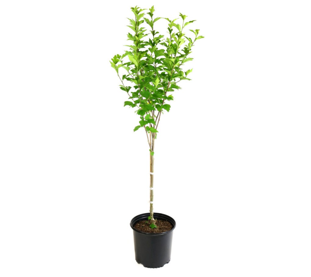 National Plant Network LW1679 Hibiscus Lavender Chiffon Foundation/Hedge Shrub in 1 -Gallon Planter with Lavender Blooms