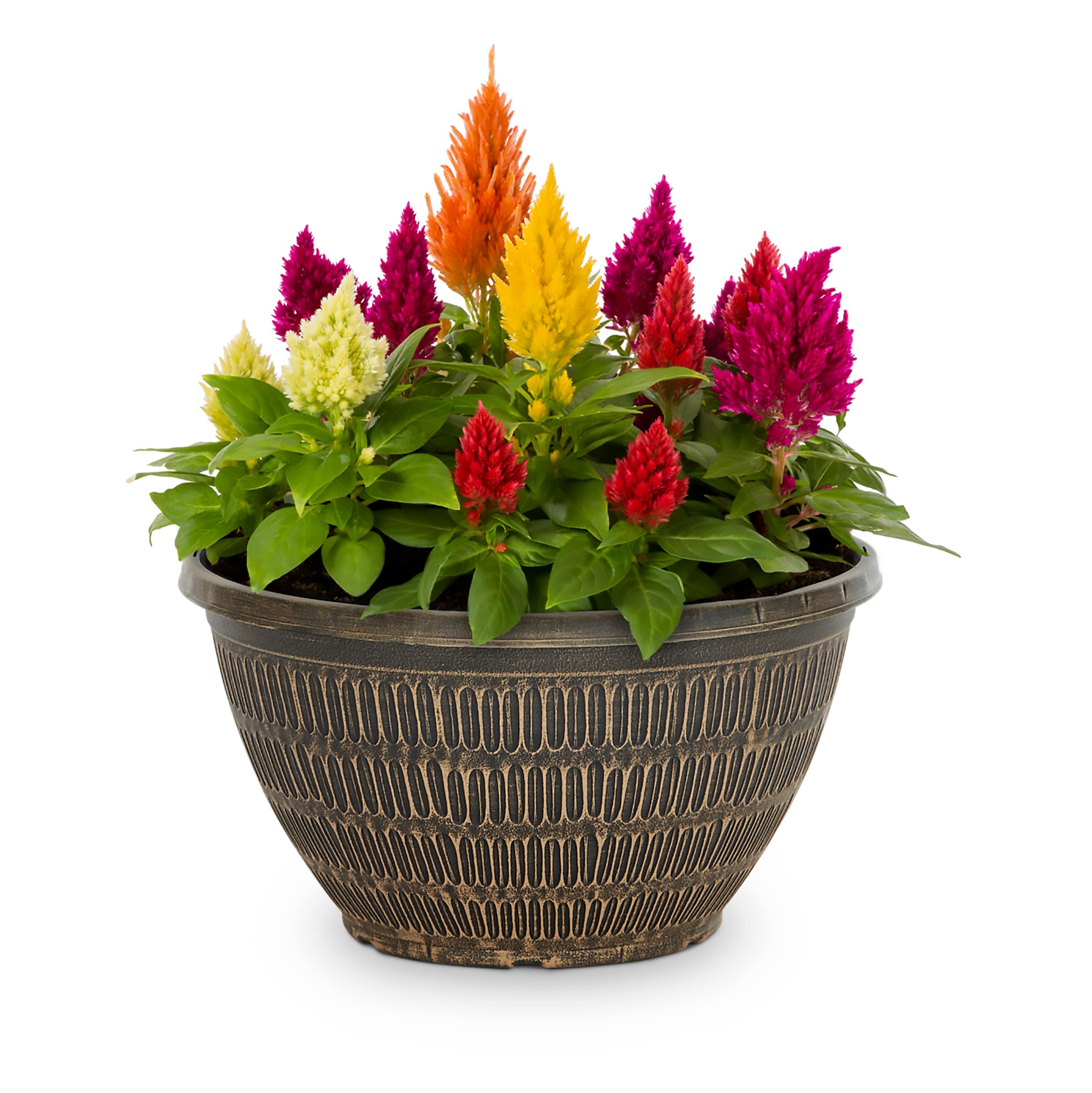 Lowe's NURSERY Multicolor Celosia in 1.50 Gallon(s) Planter