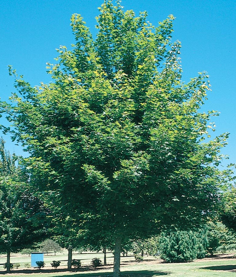  NURSERY 12.07-Gallon Red Shade Tree Fairview Flame Maple In Pot (With Soil)