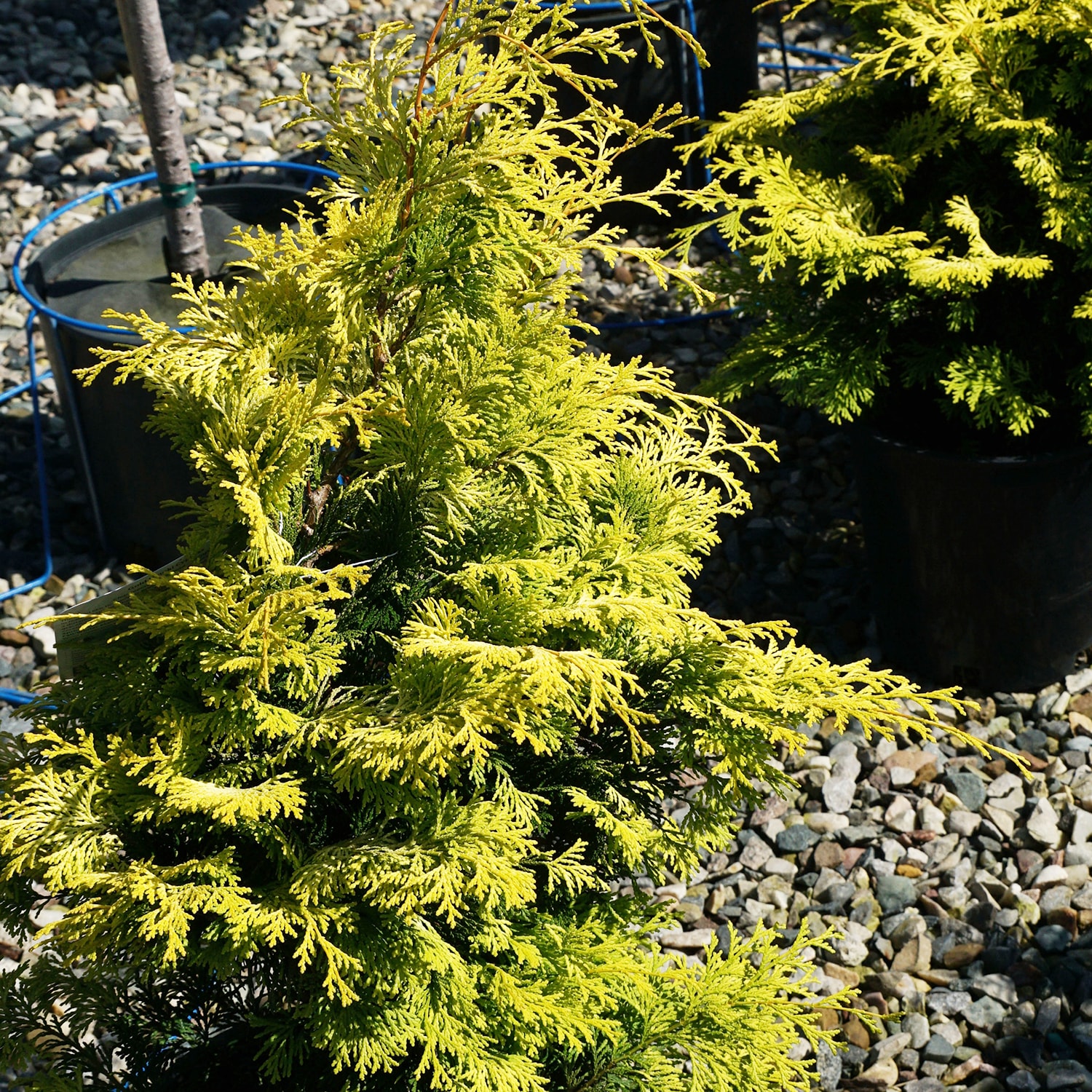 Spring Hill Nurseries Hinoki Gold Cypress Evergreen Feature Shrub in 2. ...