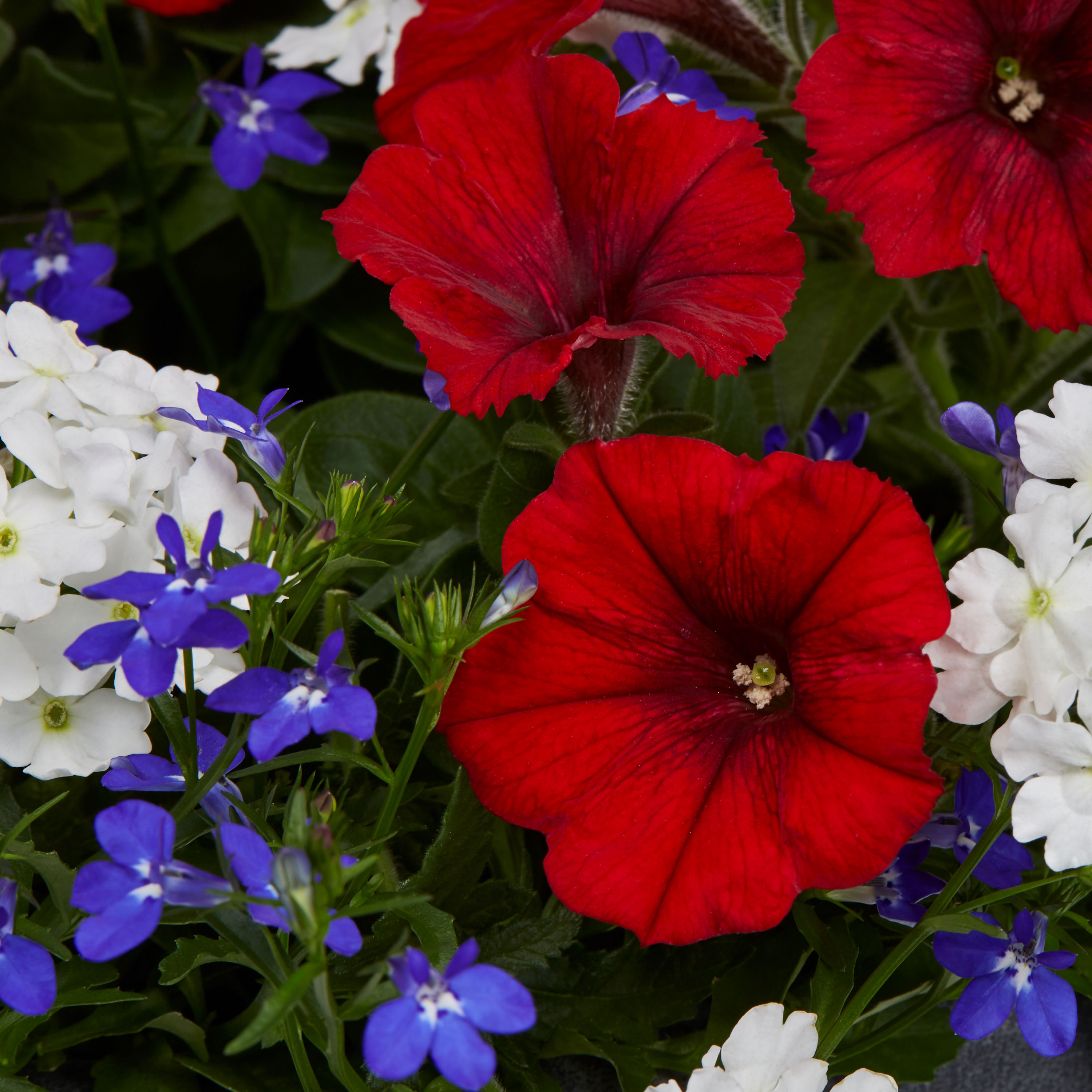 Lowe's NURSERY annuals - View #3
