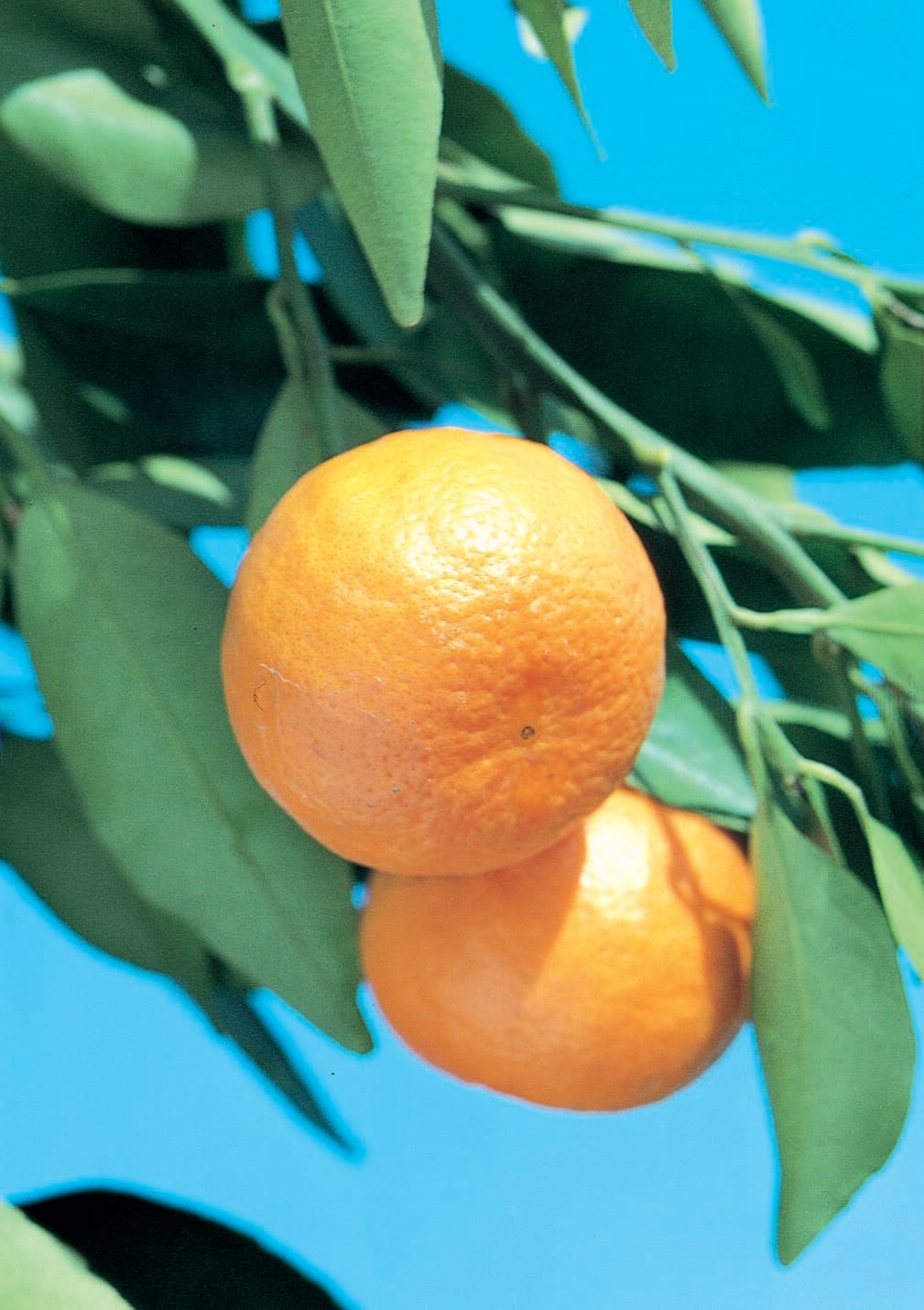 Citrus II 018902903077 1 -Pack Calamondin Plant
