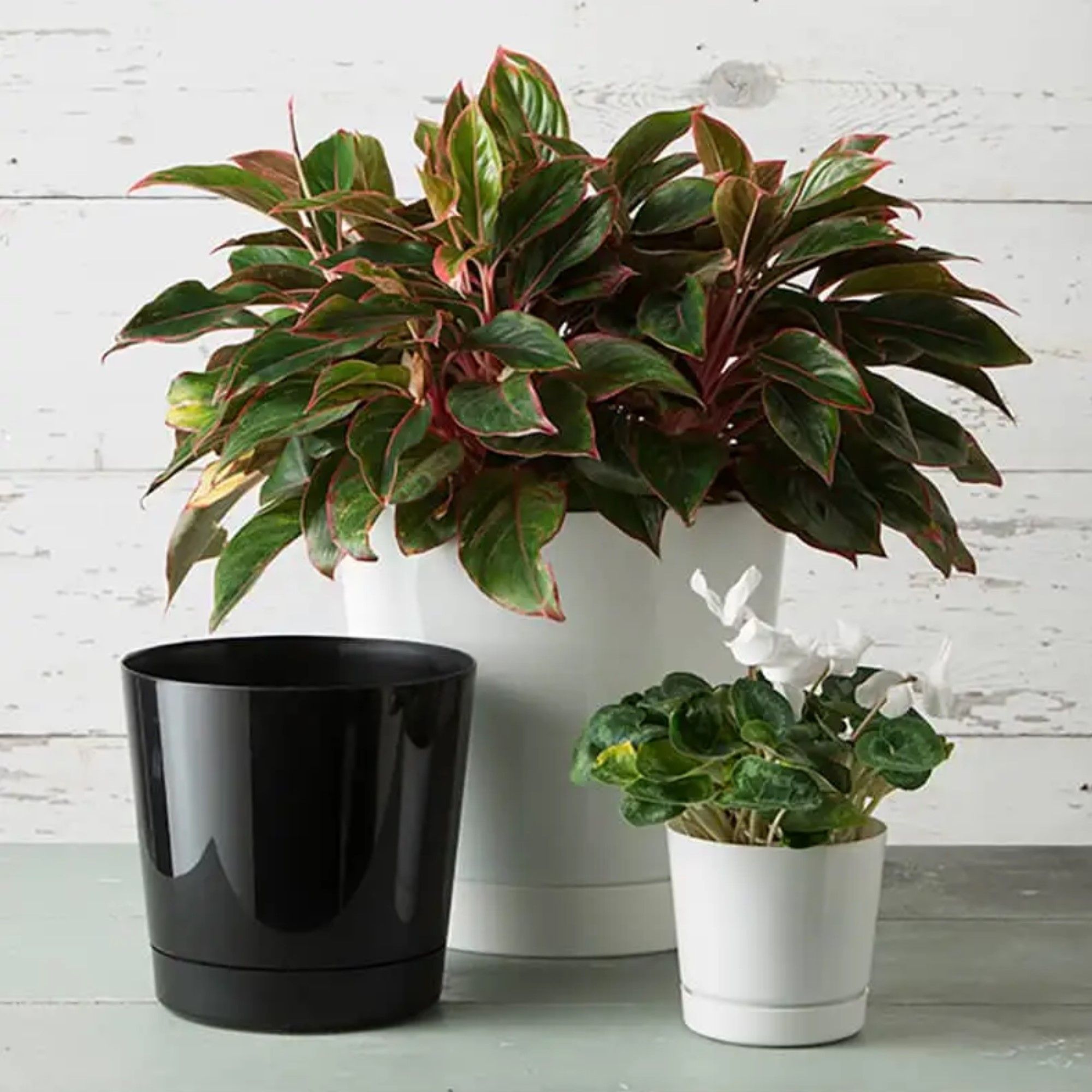 Novelty Manufacturing 026978100825 Planter-Window-Box - View #4