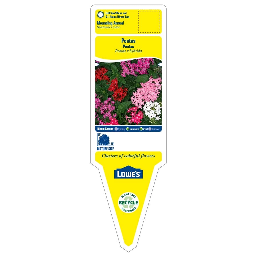 Monrovia 551892 annuals - View #2