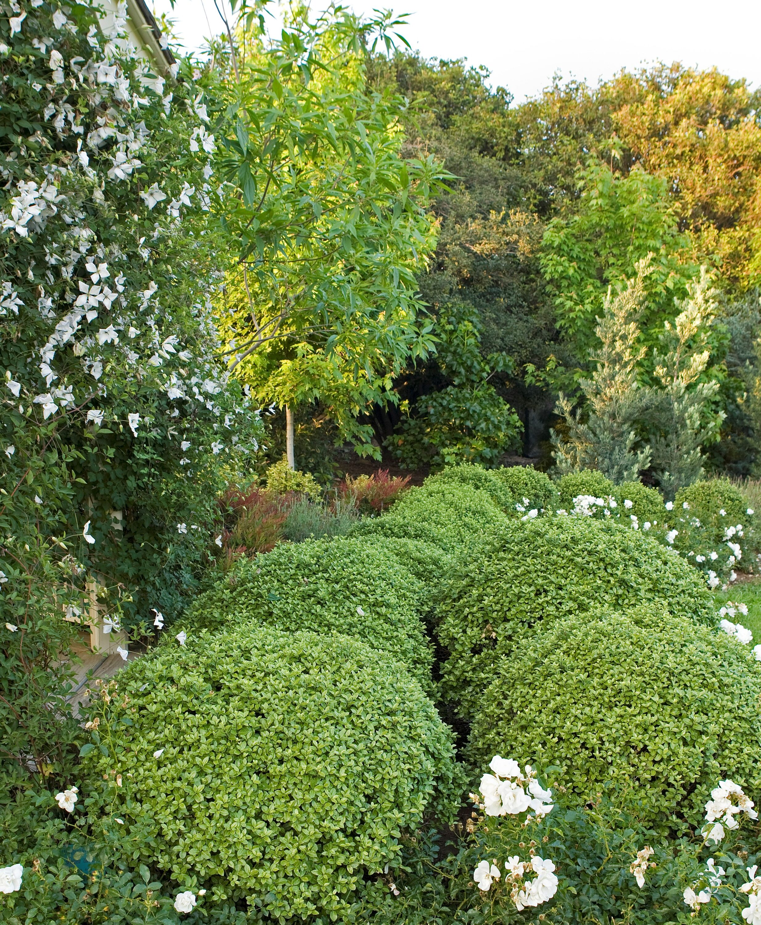 Monrovia 016582 shrubs - View #4
