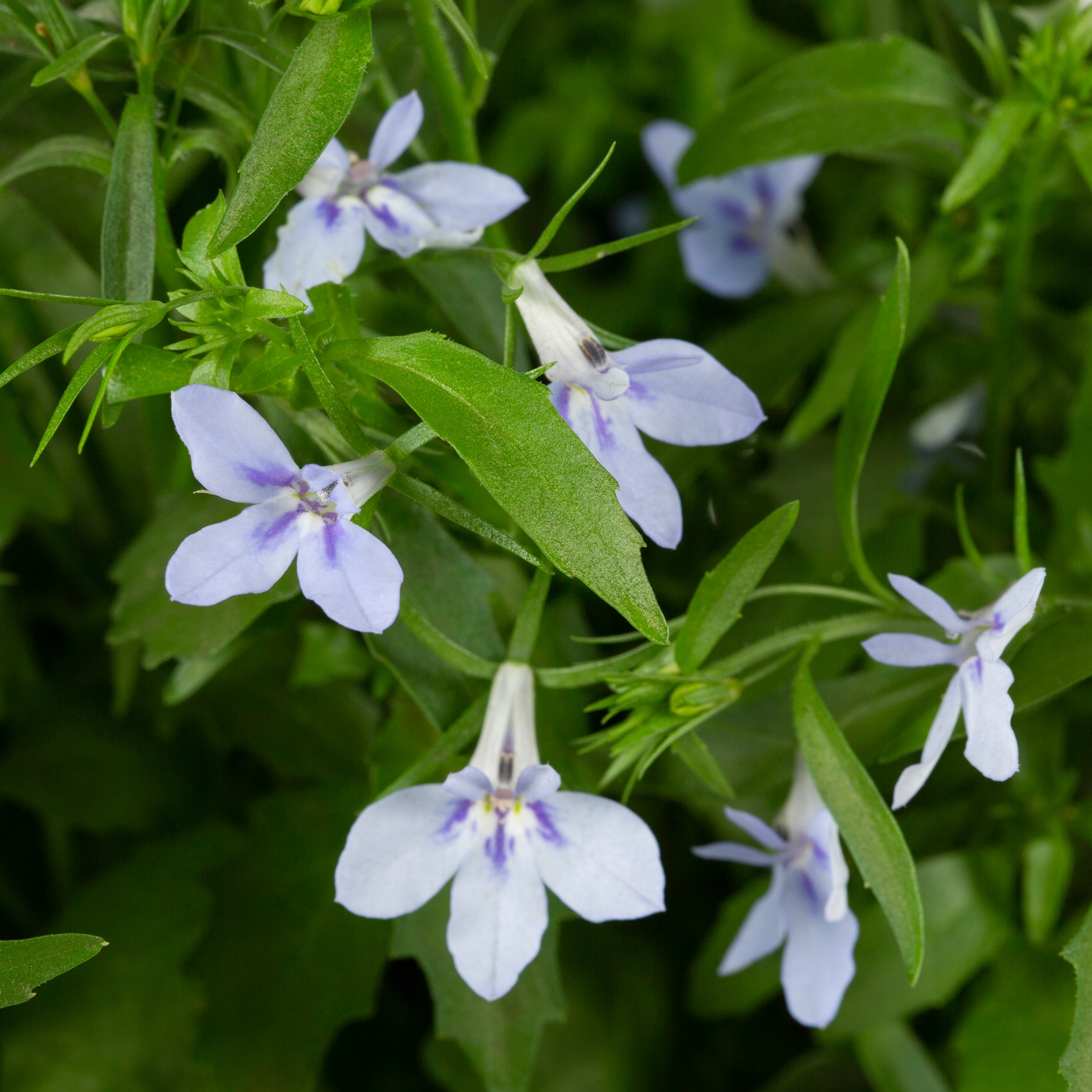 Lowe's NURSERY annuals - View #2