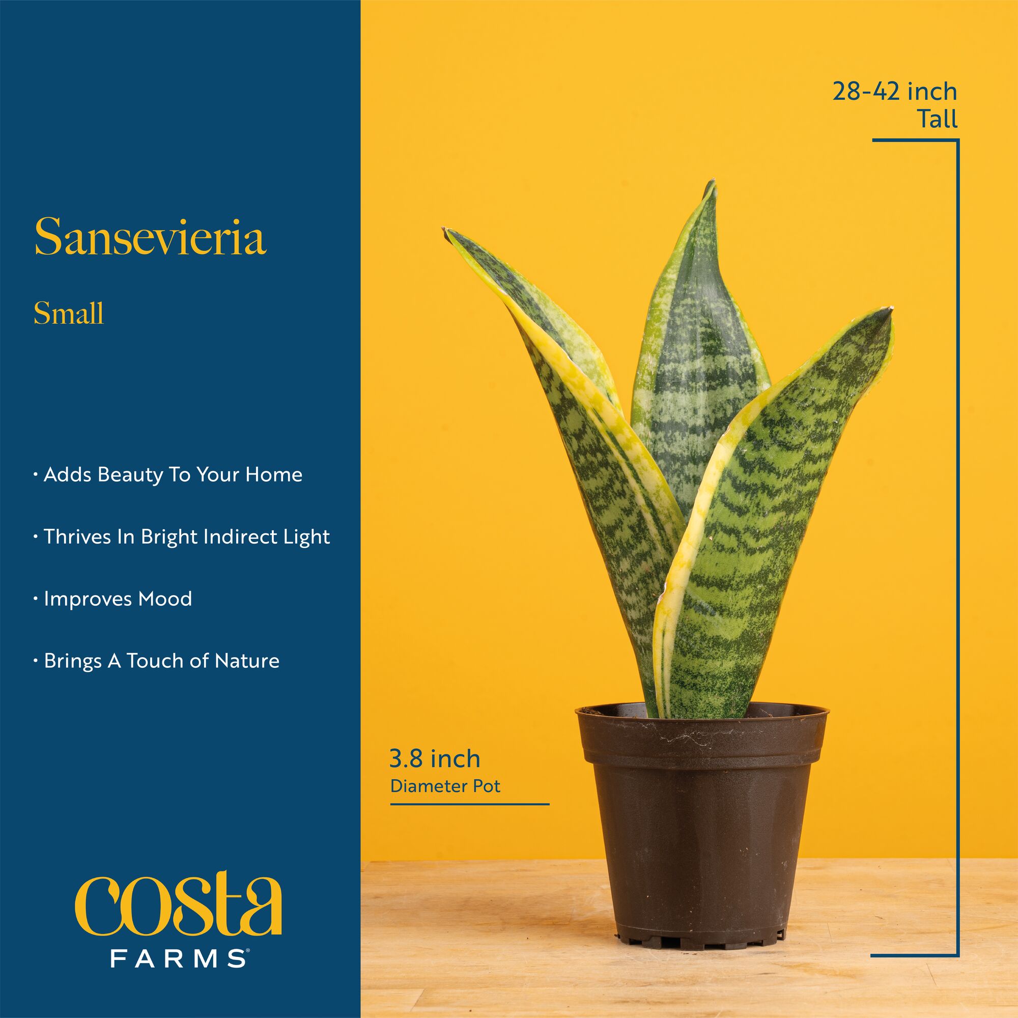 Costa Farms S-SAN-G-POT-02-LW hseplants - View #7