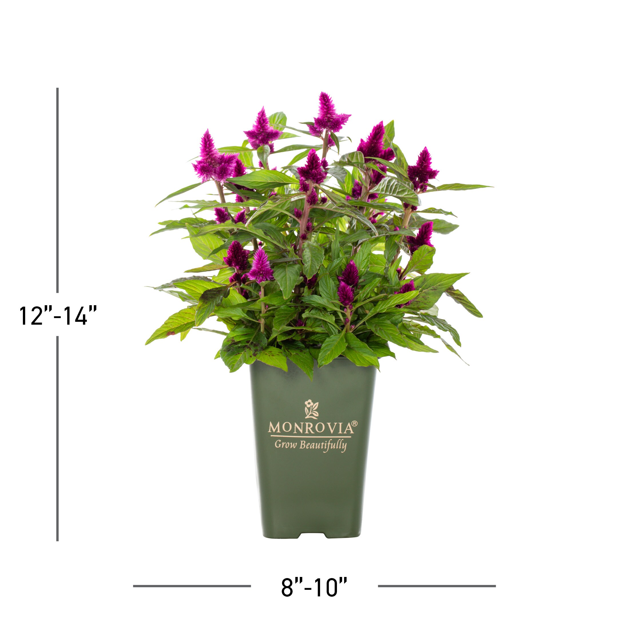 Monrovia 4974 annuals - View #3