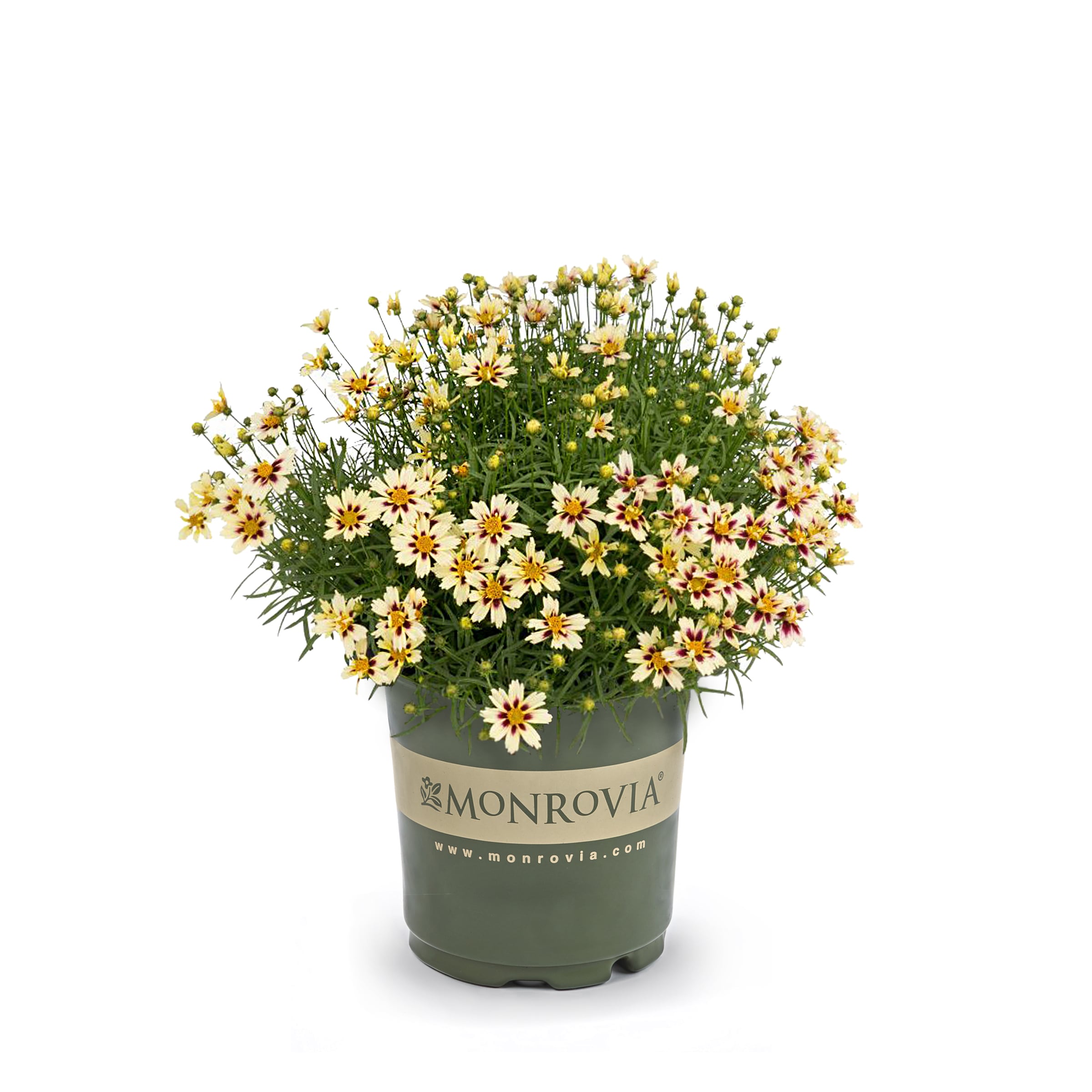 Monrovia NURSERY Multicolor Starlight Coreopsis Plant in 2 -Quart Pot 1 -Pack